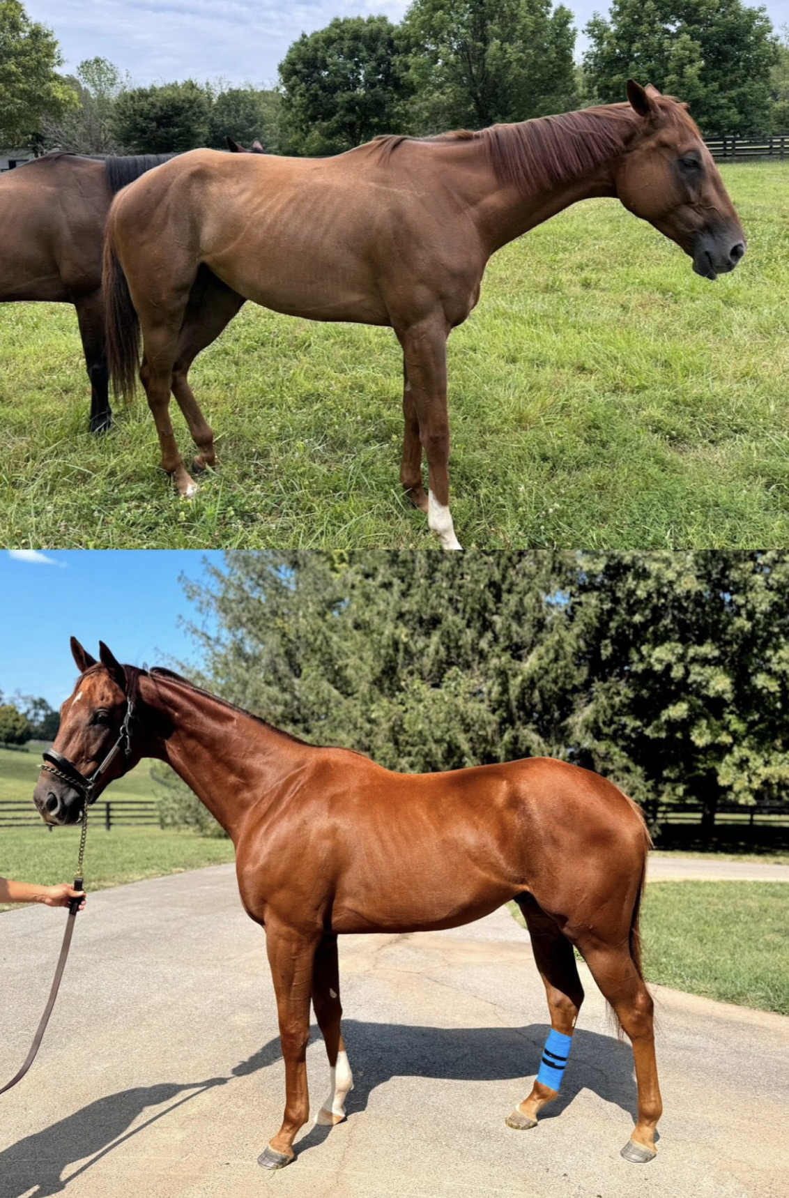 Screenshot 2024-10-10 at 3.16.35 PM.png