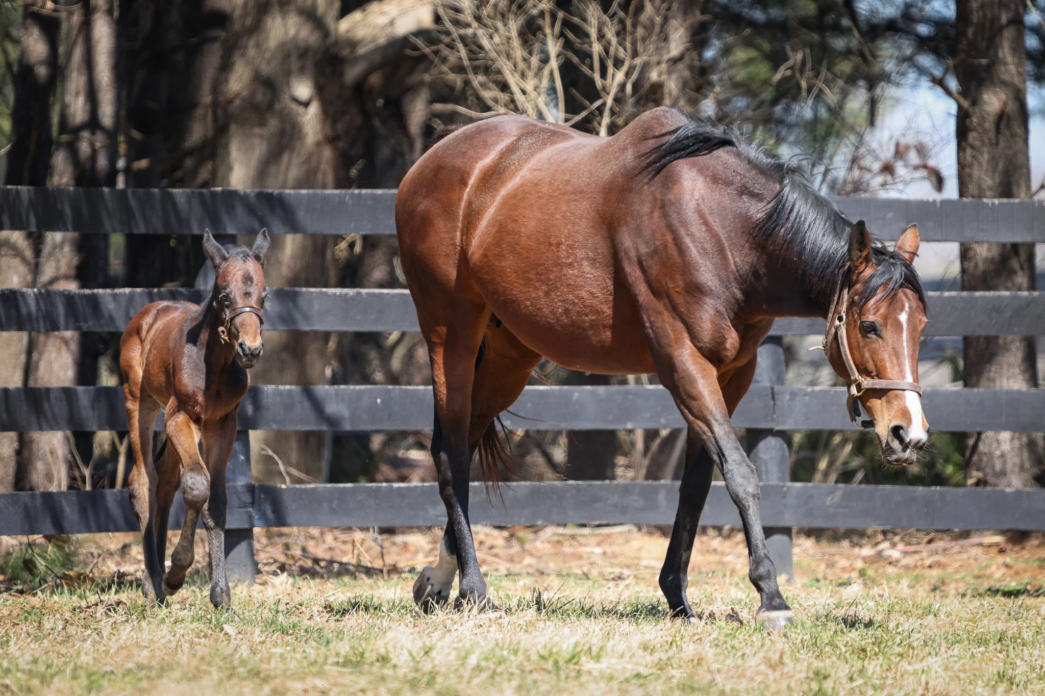  Quick Romance &amp; her 2025 filly 