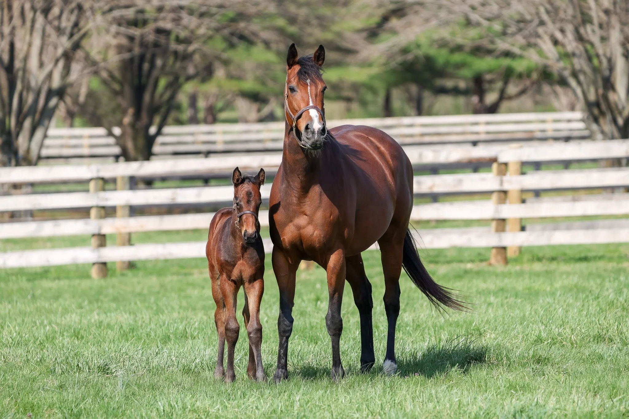  Quick Romance &amp; her 2025 filly 