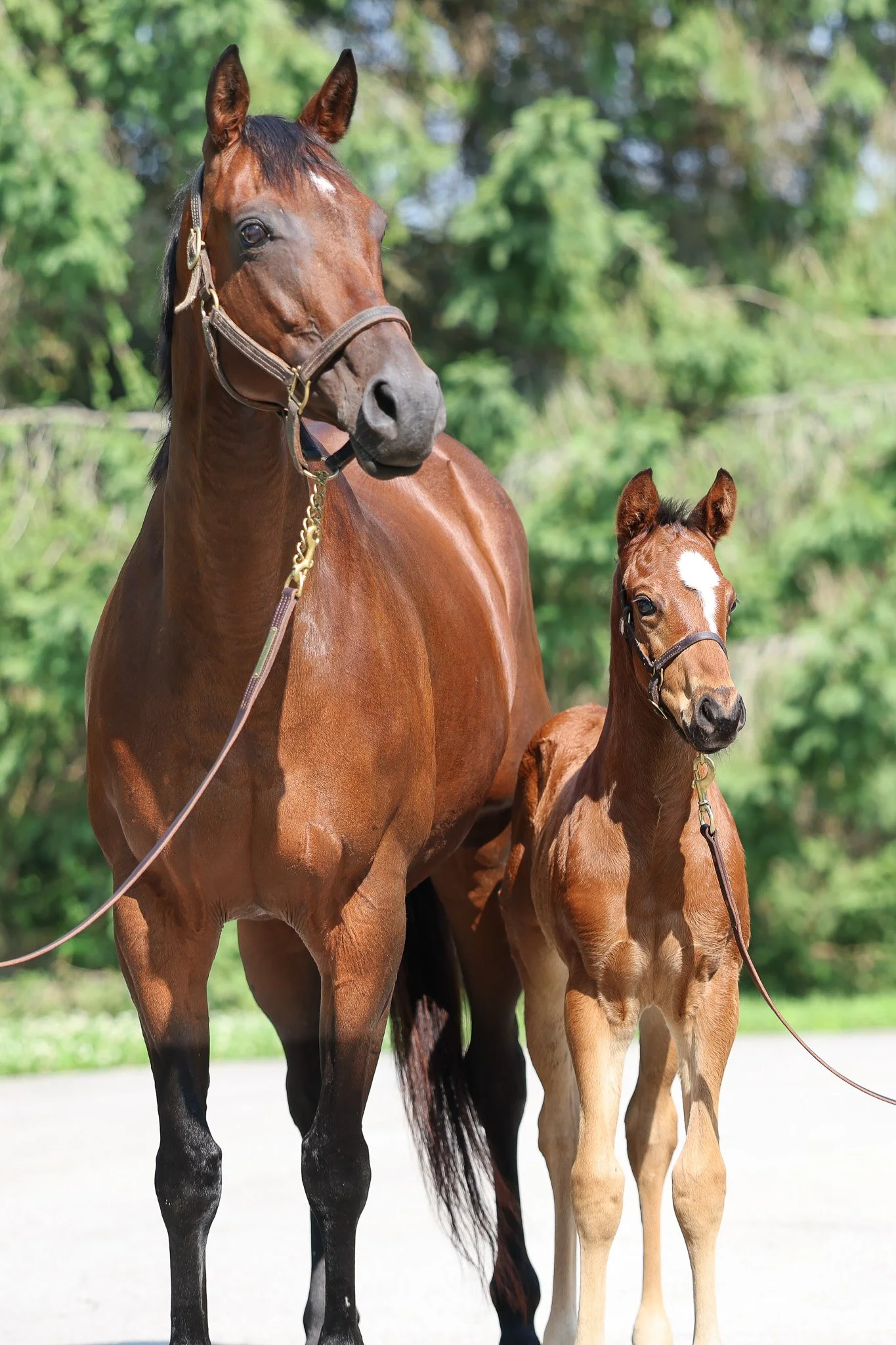  R Calli Kim &amp; 2025 colt 