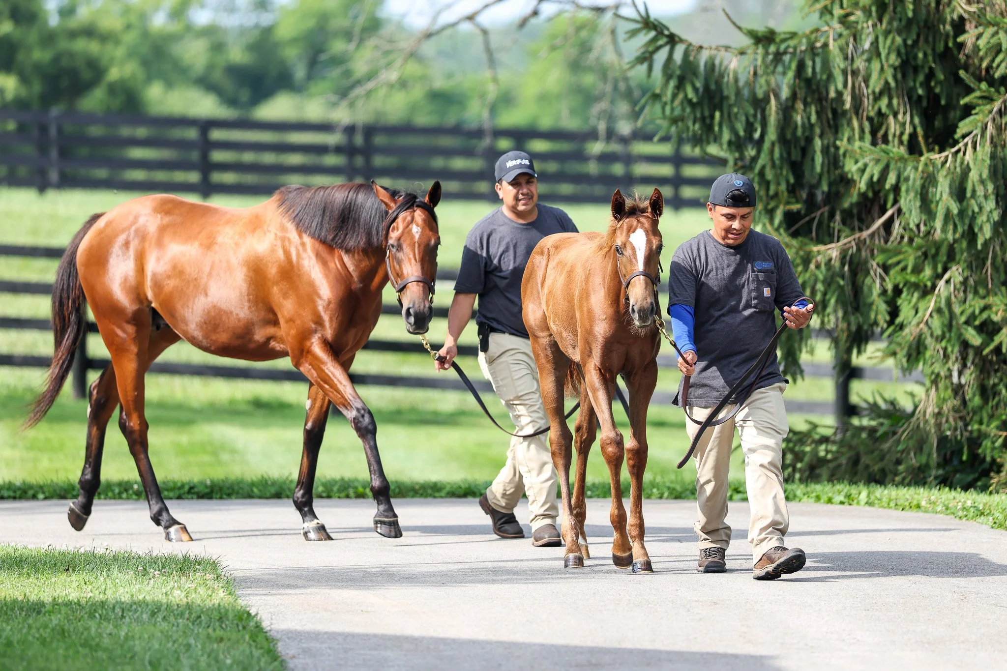  Ravenna &amp; her 2025 filly 