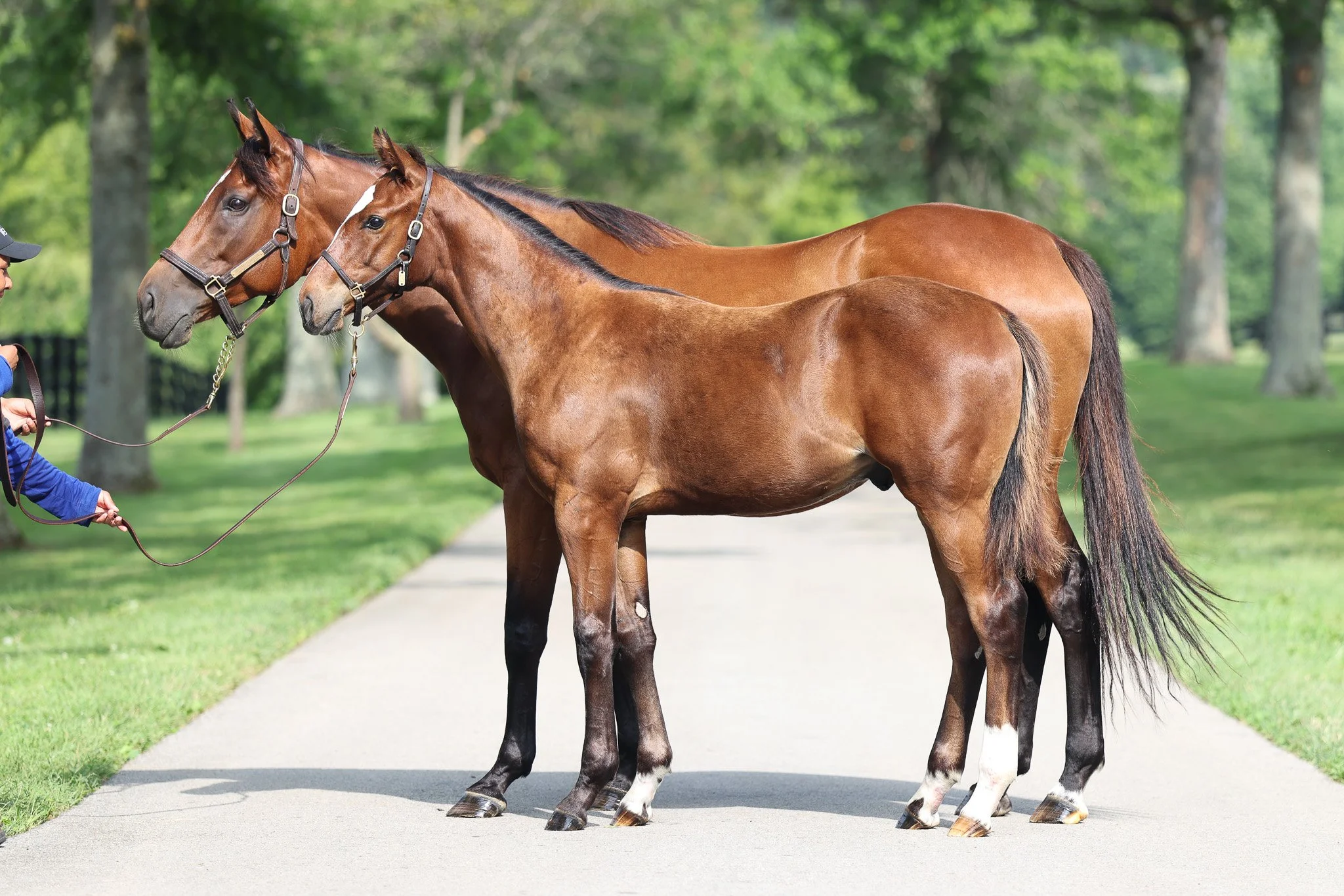  Russiarussiarussia &amp; her 2025 colt 