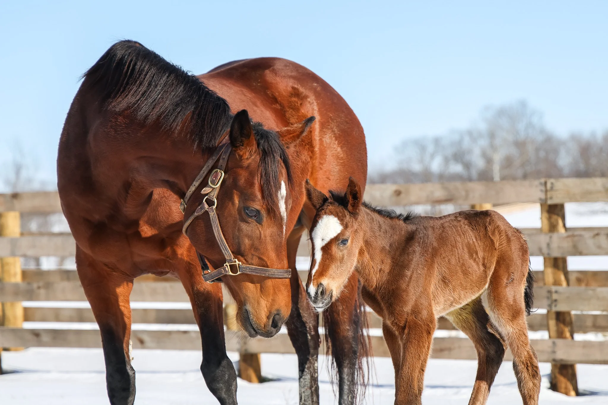  Russiarussiarussia &amp; her 2025 colt 
