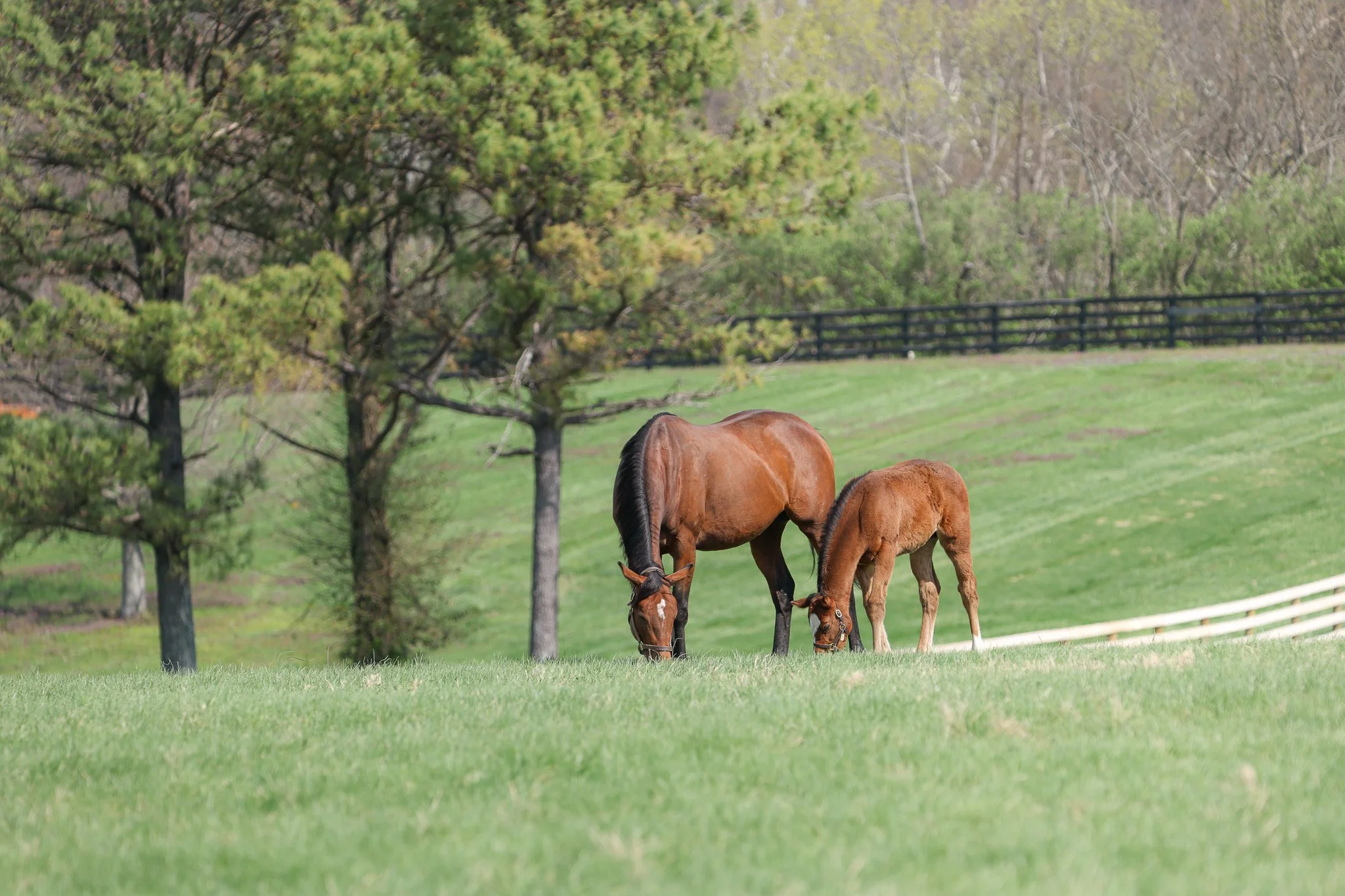  Russiarussiarussia &amp; her 2025 colt 