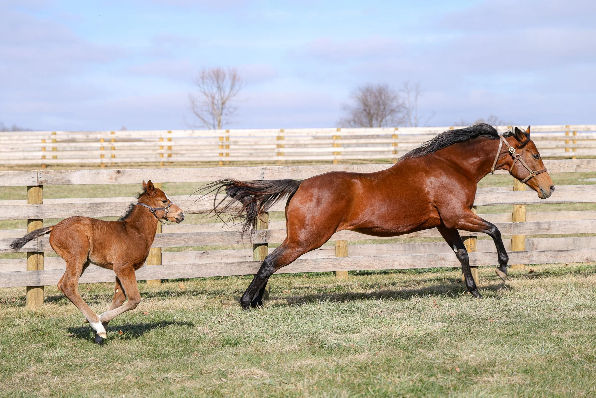  Russiarussiarussia &amp; her 2025 colt 