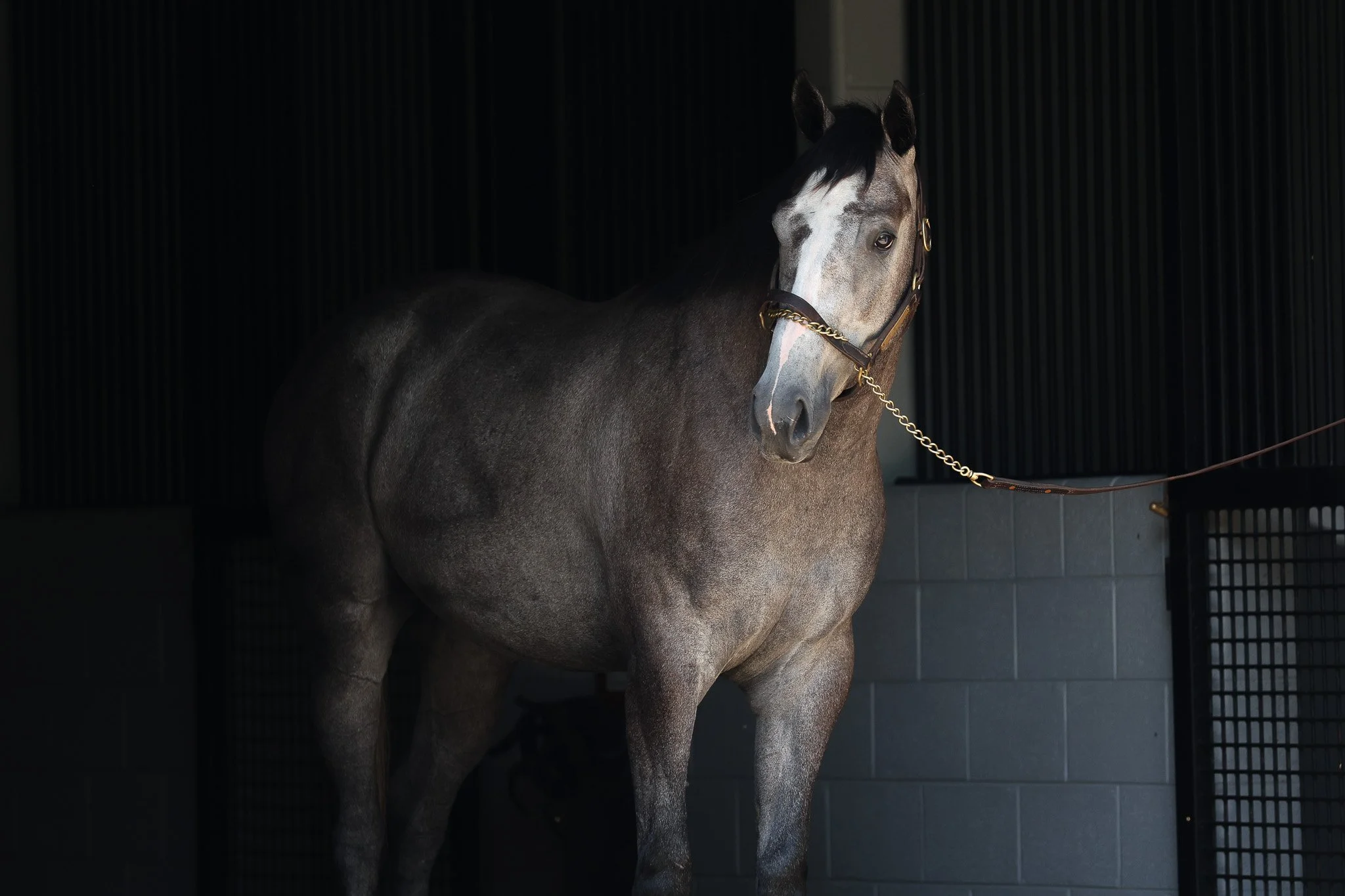 Senora Elegante (ARG)