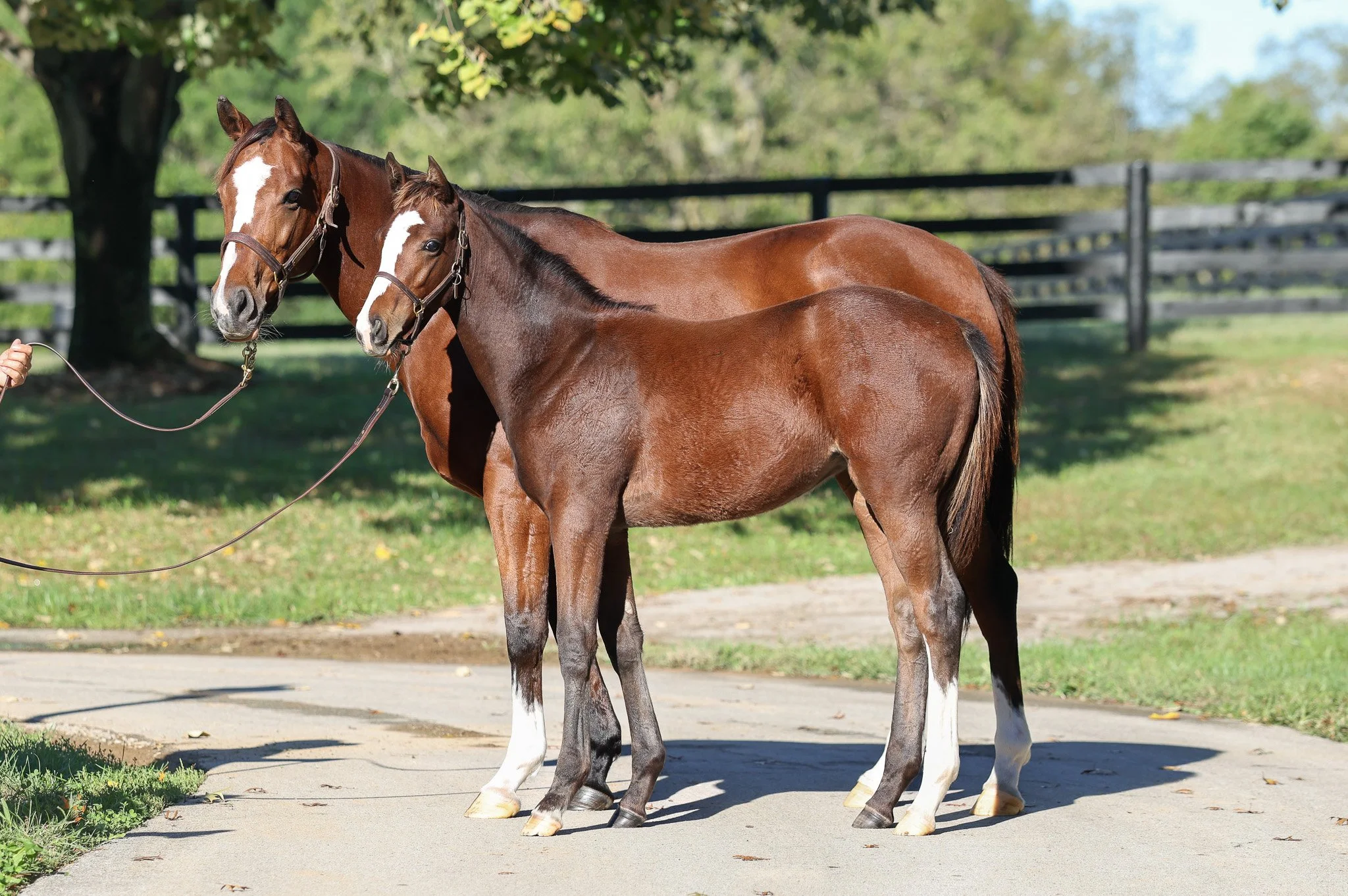  Tabera &amp; her 2025 filly 