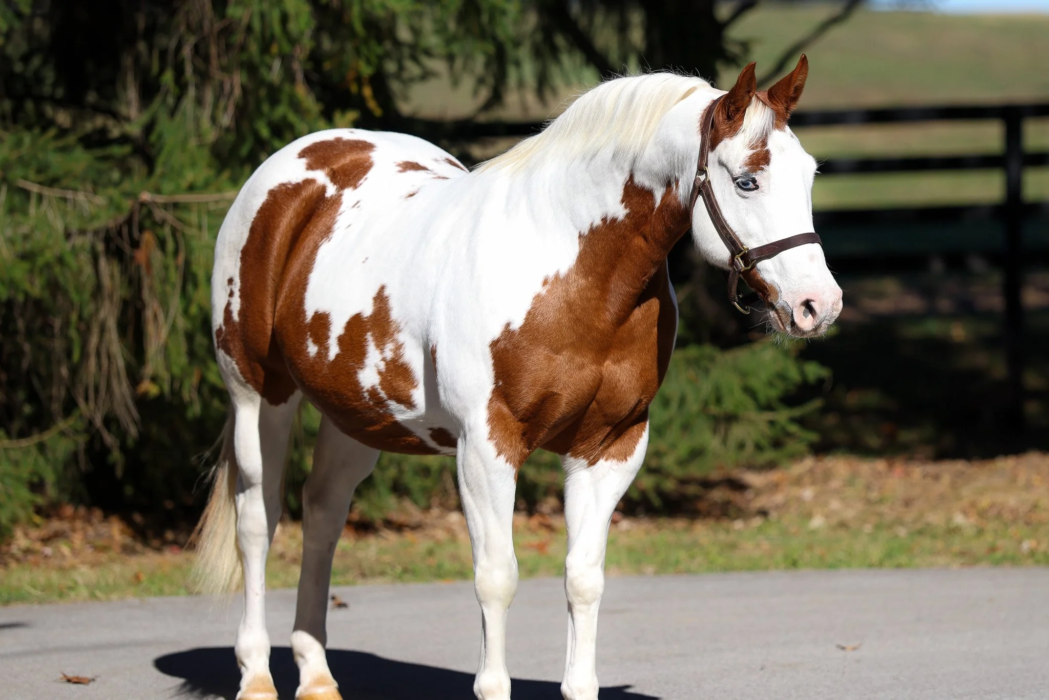 Teardrop HS 11.14.25. 2.jpg