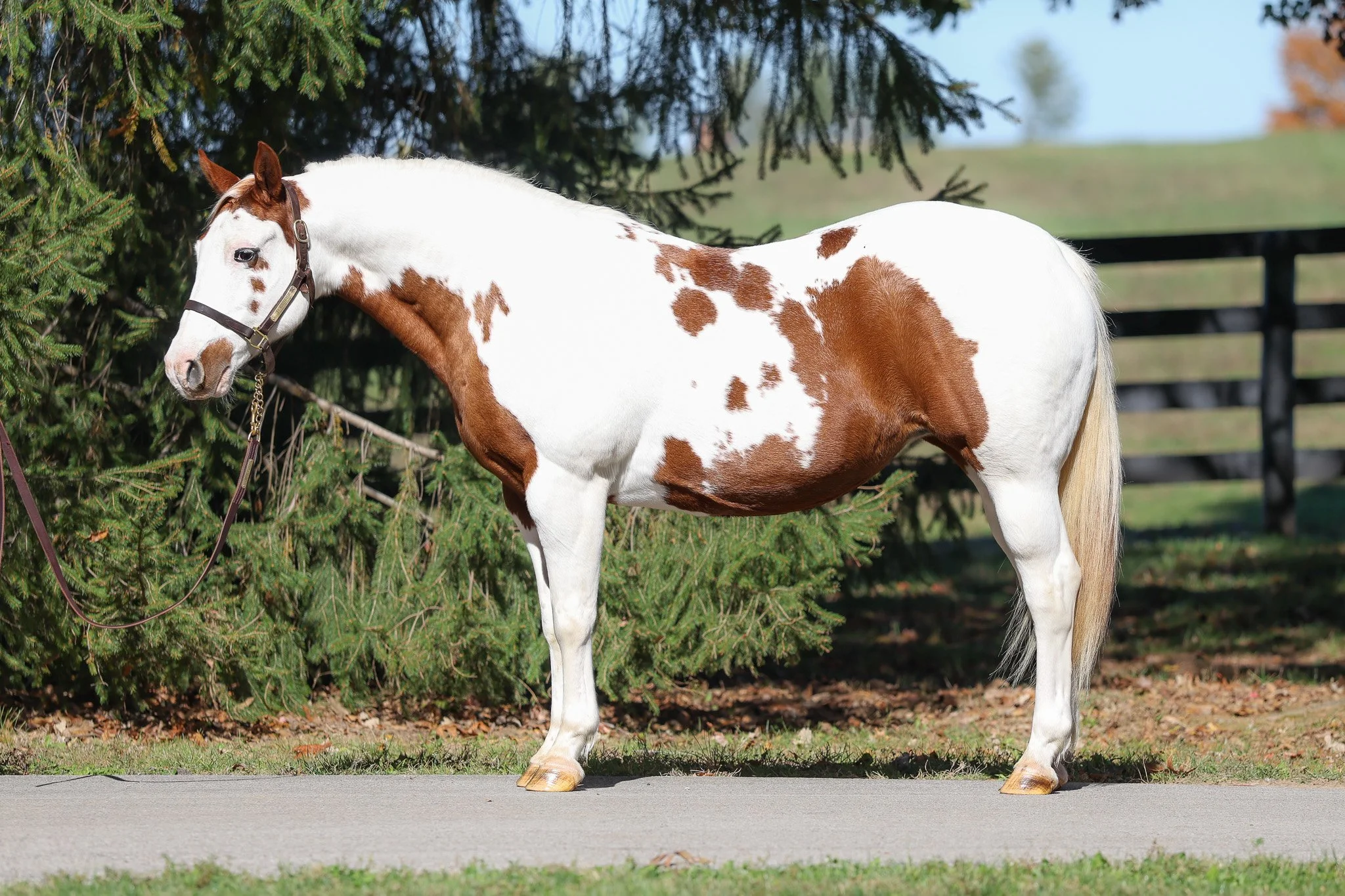 Teardrop 11.14.25.jpg