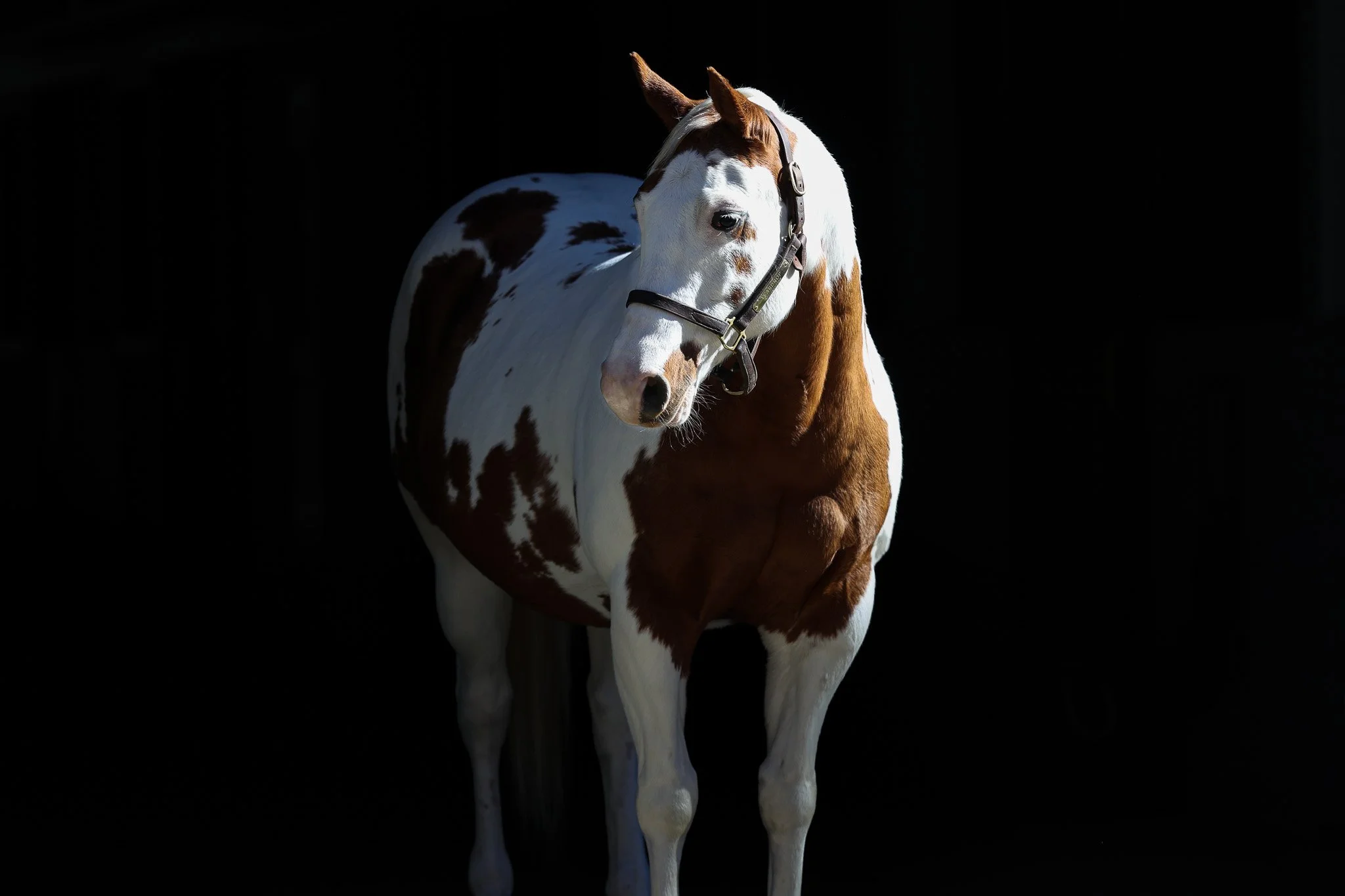 Teardrop HS 11.14.25.jpg