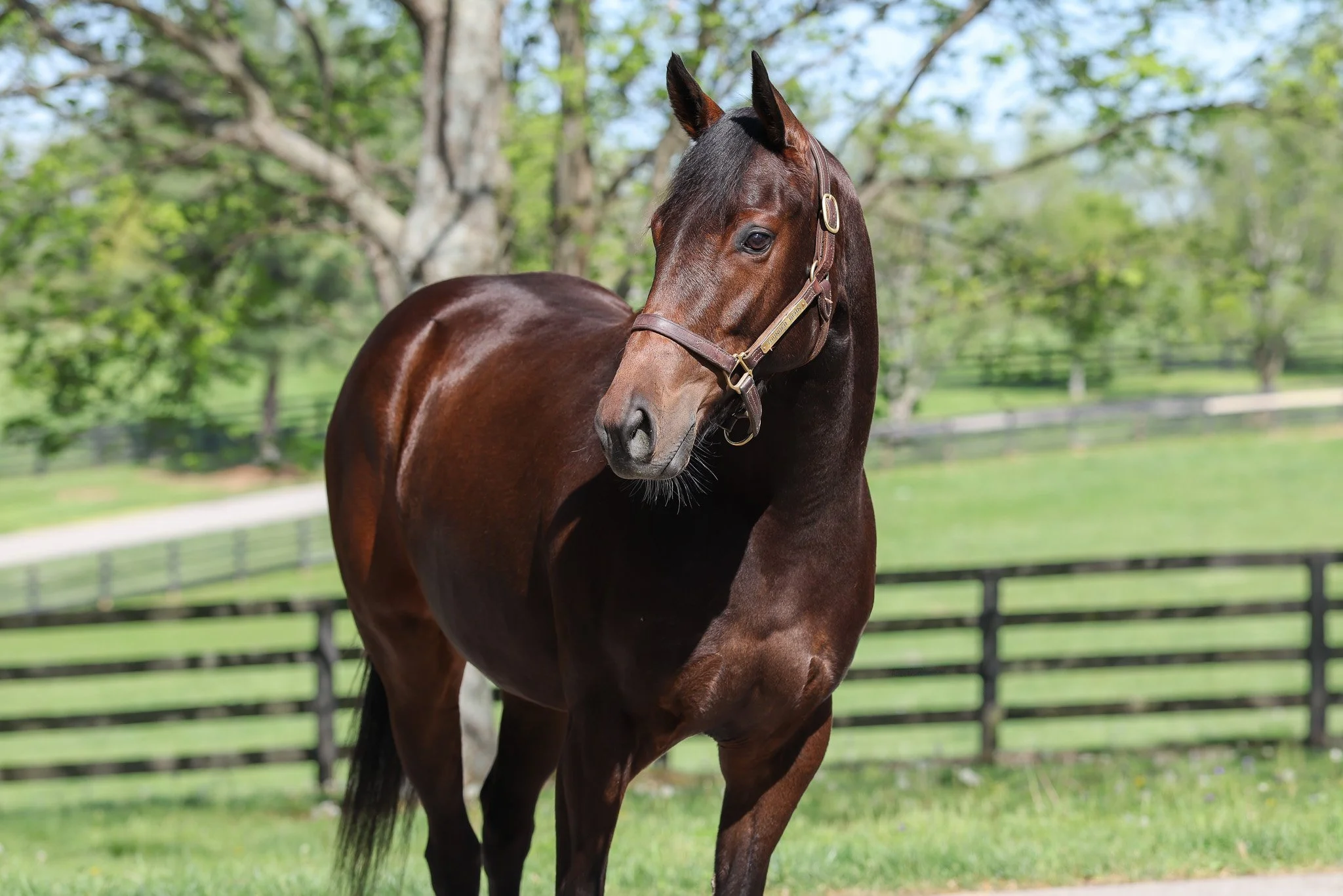 Thunder Bern HS 4.23.25.jpg