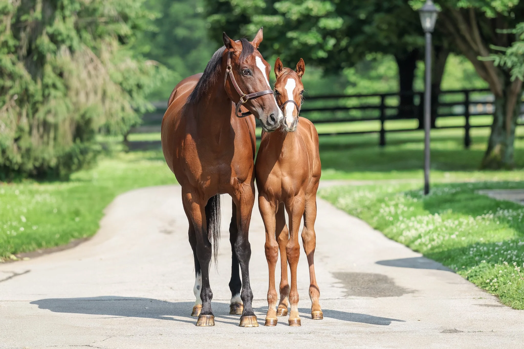  Touching Beauty &amp; her 2025 filly 