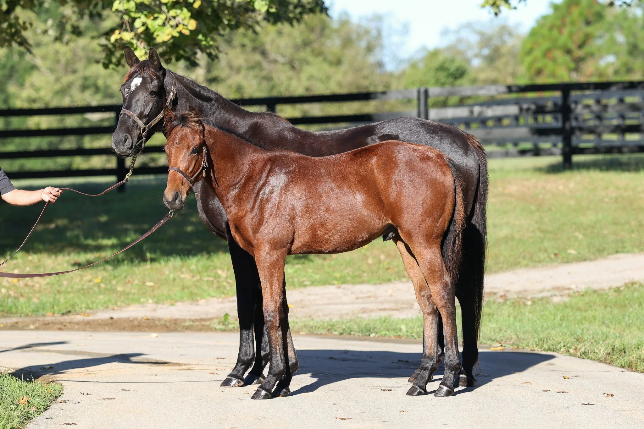  Victorium &amp; her 2025 colt 