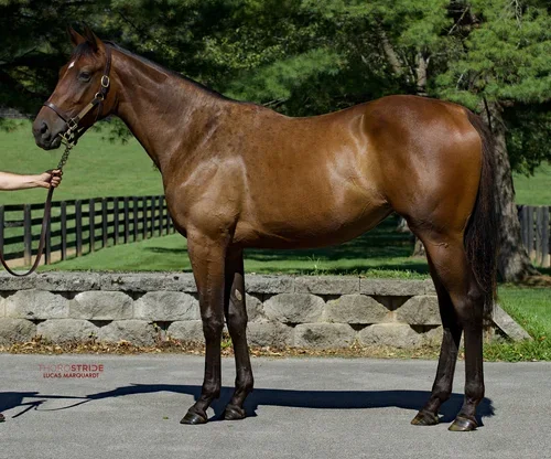 2023 f. Wootton Bassett (GB) / Promise To Be True (IRE)