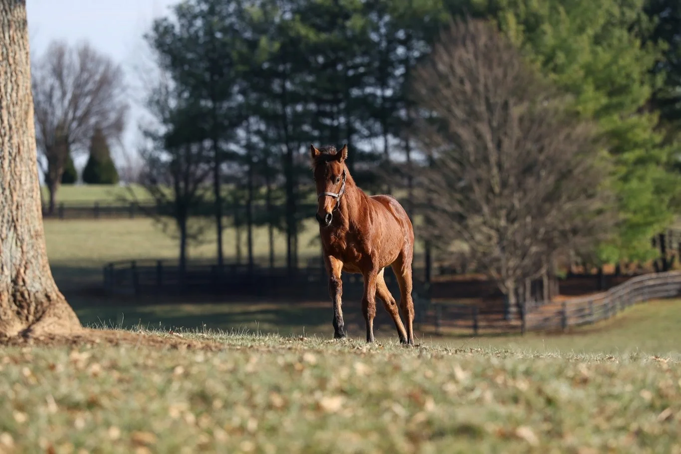 Weanlings no longer! These kids are yearlings now 😎