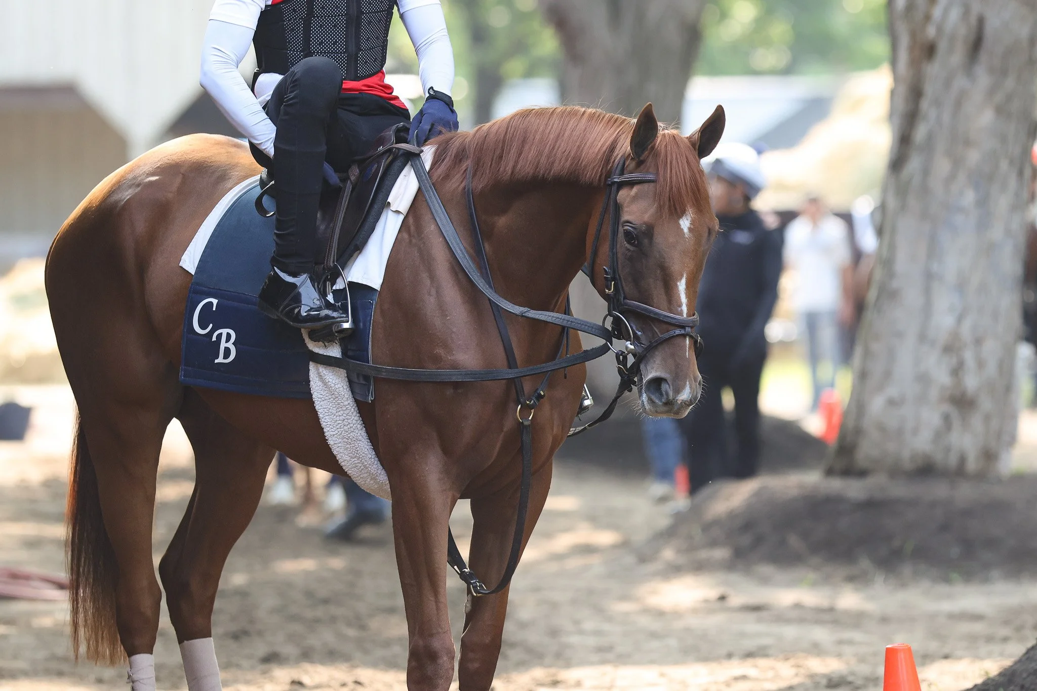  Summer 2025 in Saratoga 