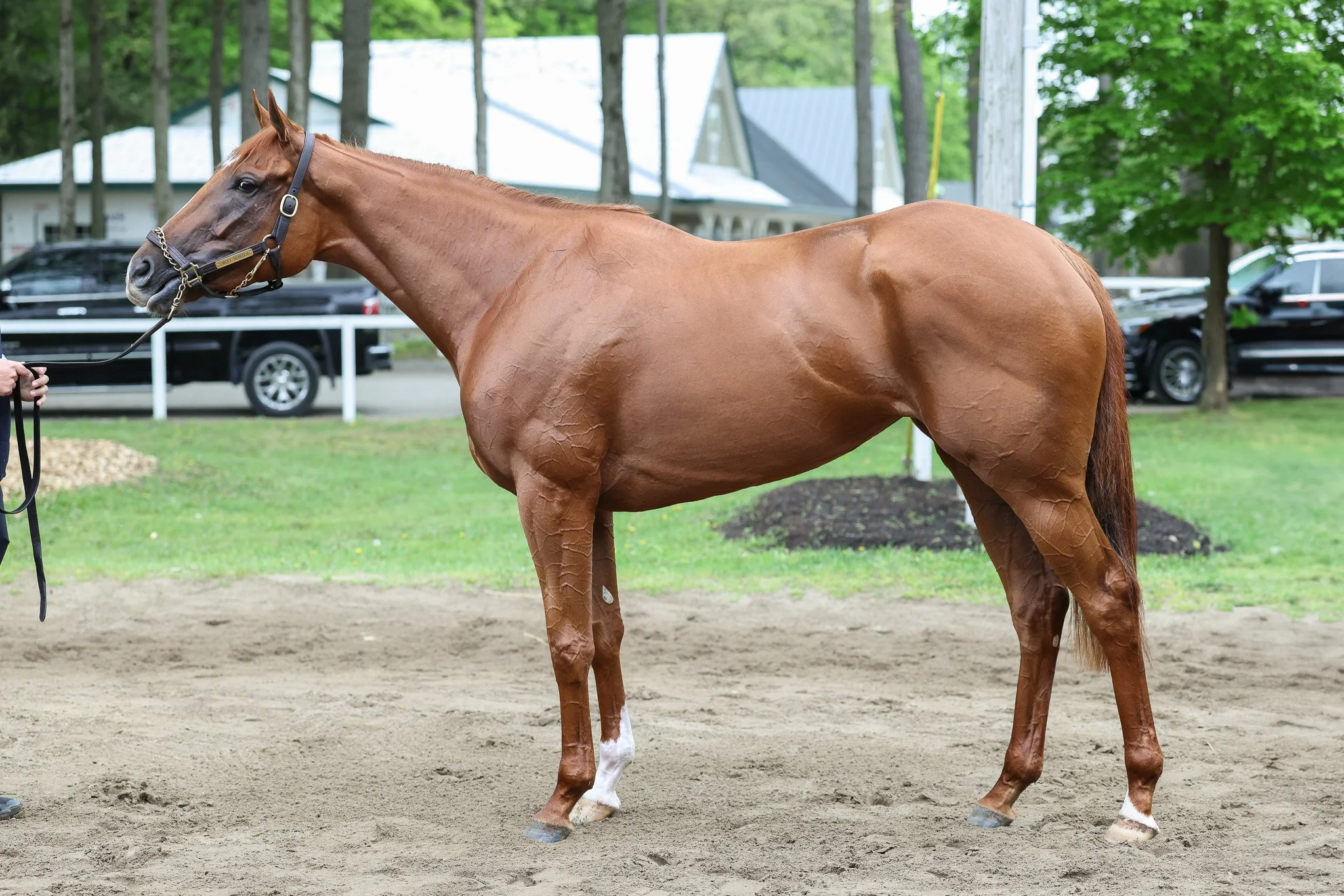 Sweet Rebecca 5.15.25.jpg