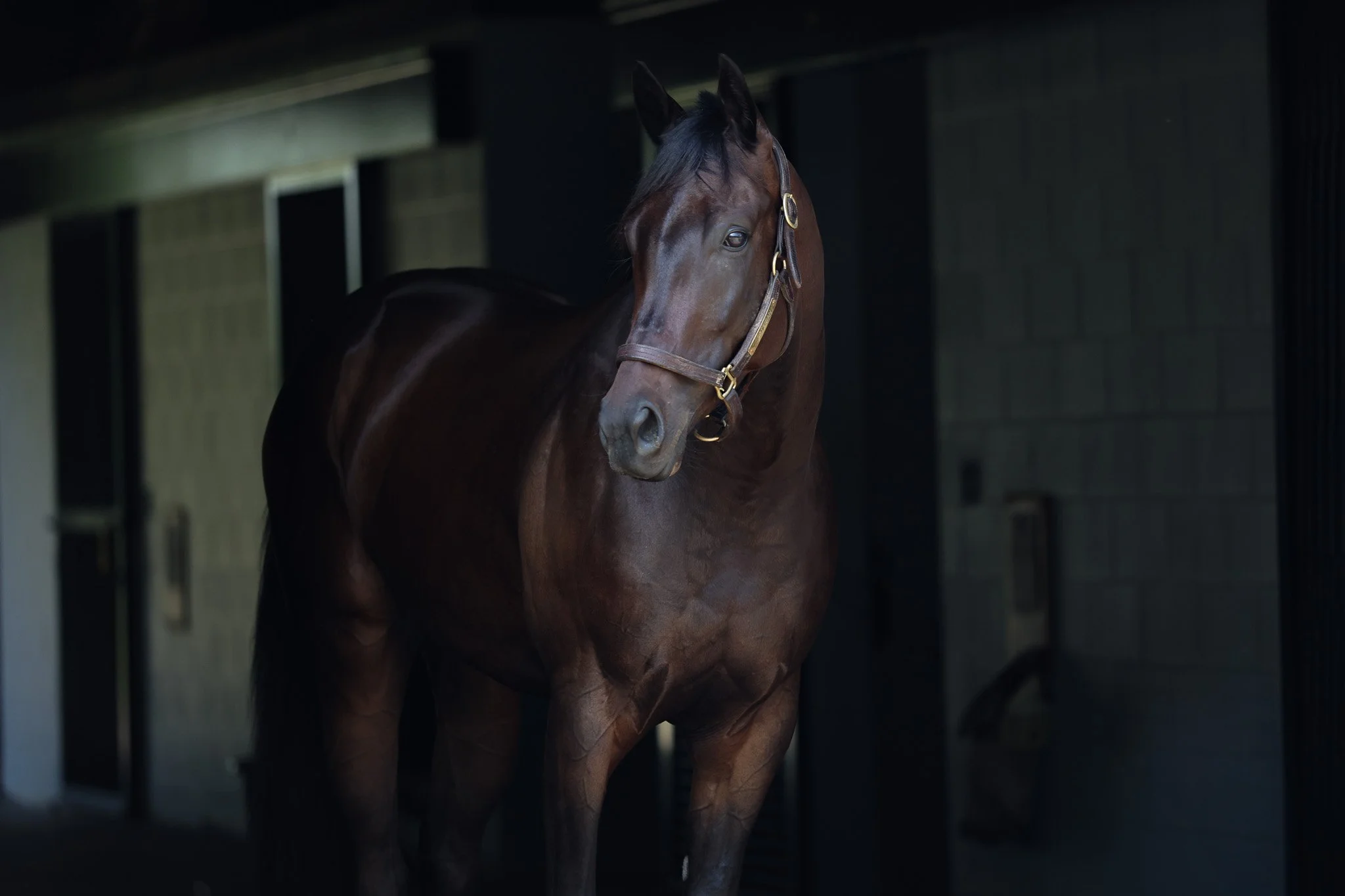 Septarian HS 6.27.25  .jpg