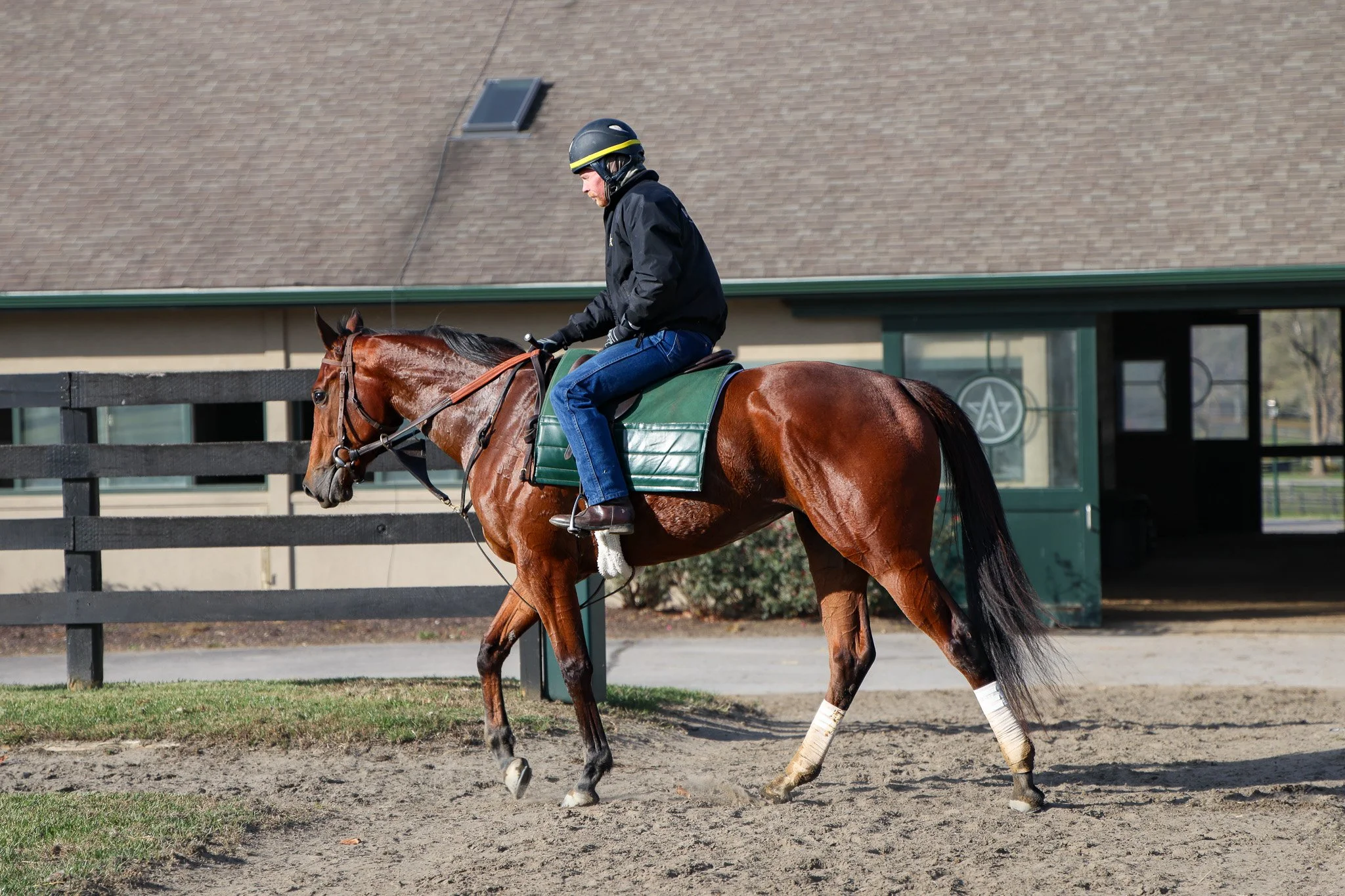 Saphira TR 11.13.24.jpg