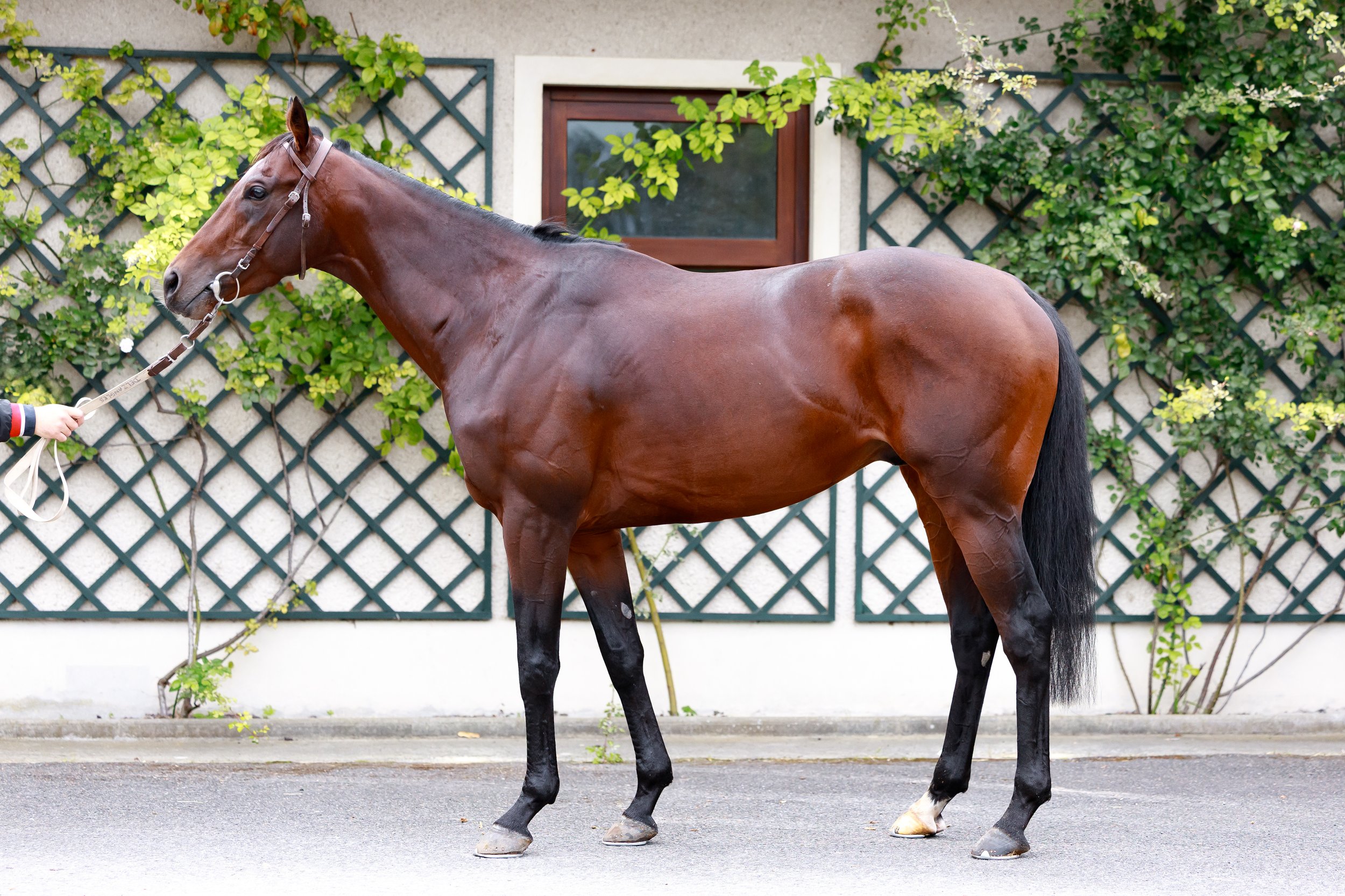 Ridari Sale Photo.jpg