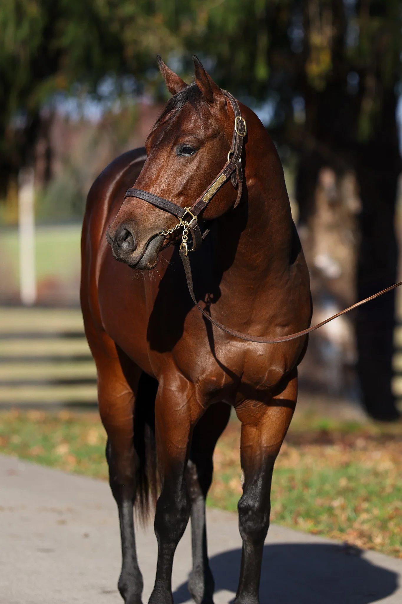 Nuck Chorris HS 11.14.25.jpg