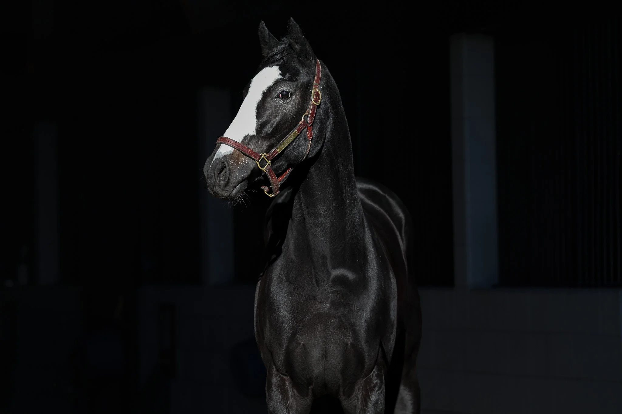 Flaunting HS 11.17.25.jpg