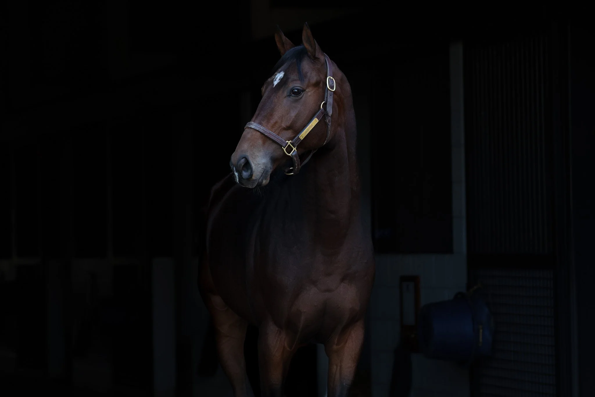 Dionysus HS 11.14.25. 2.jpg