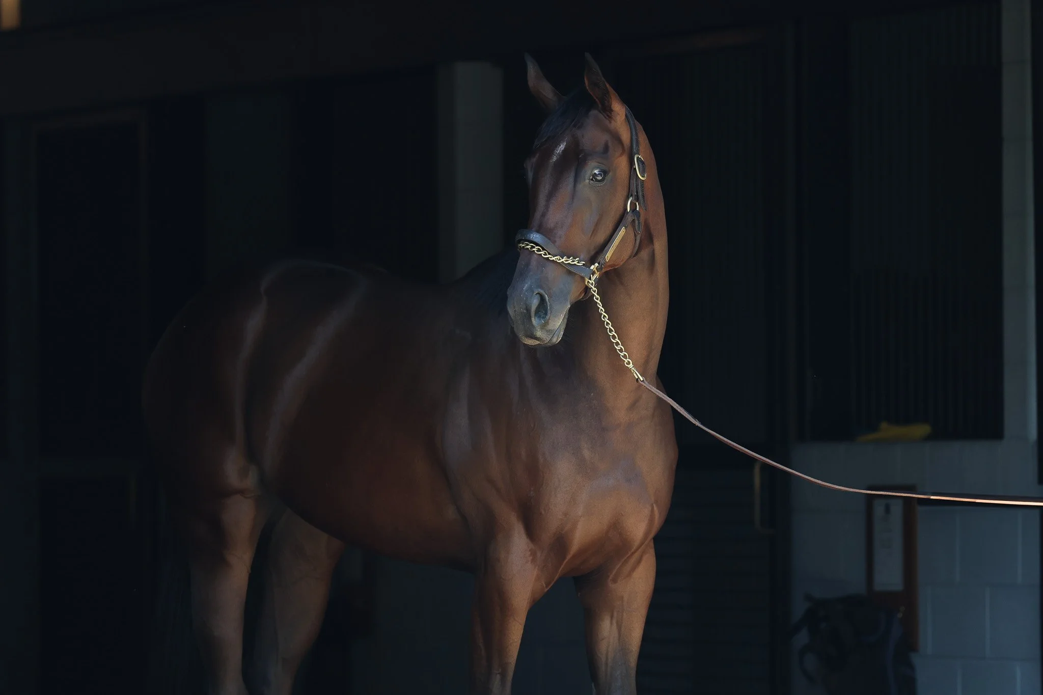 23 Bear It HS 6.27.25.jpg