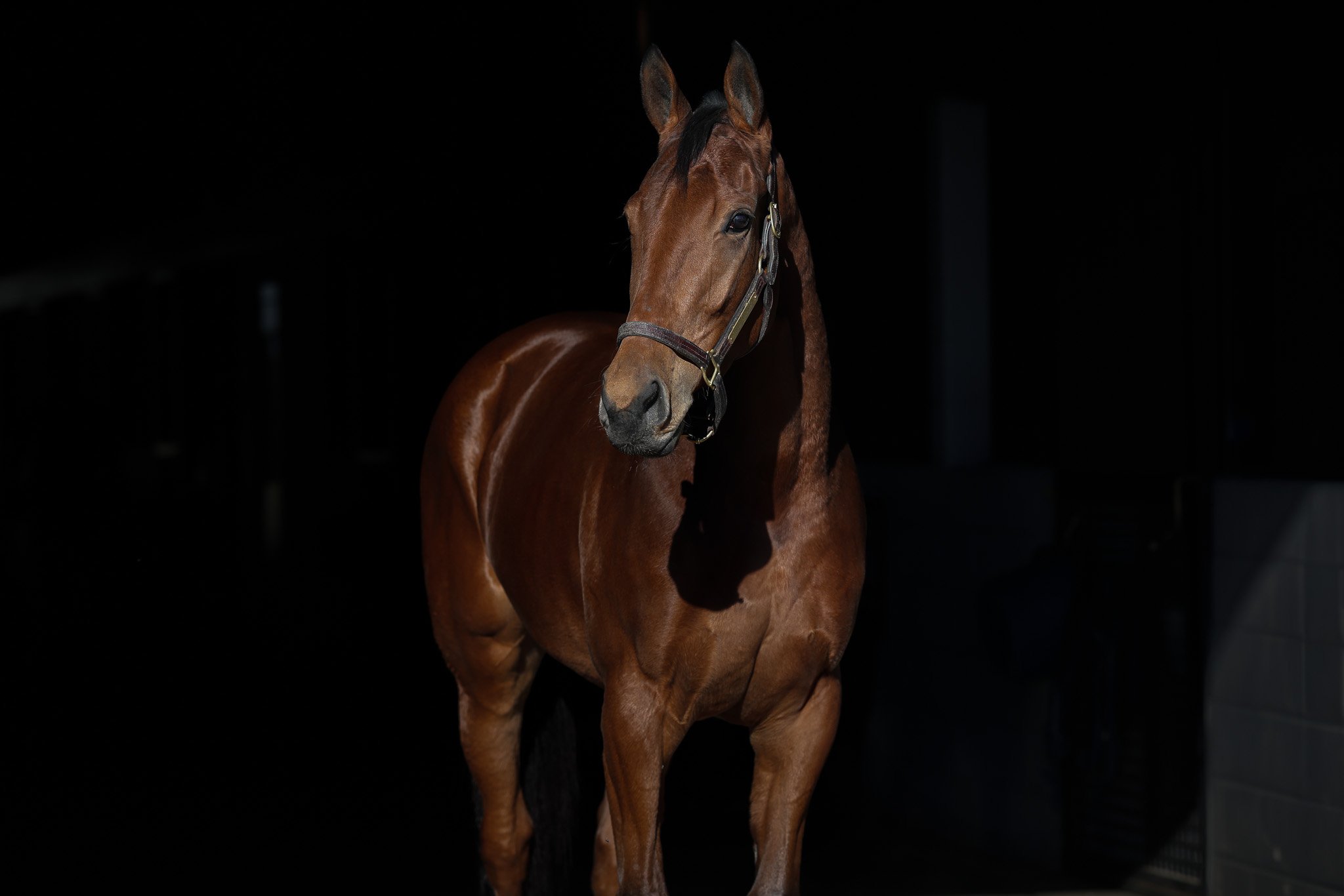 Blue Madame HS 11.17.25.jpg