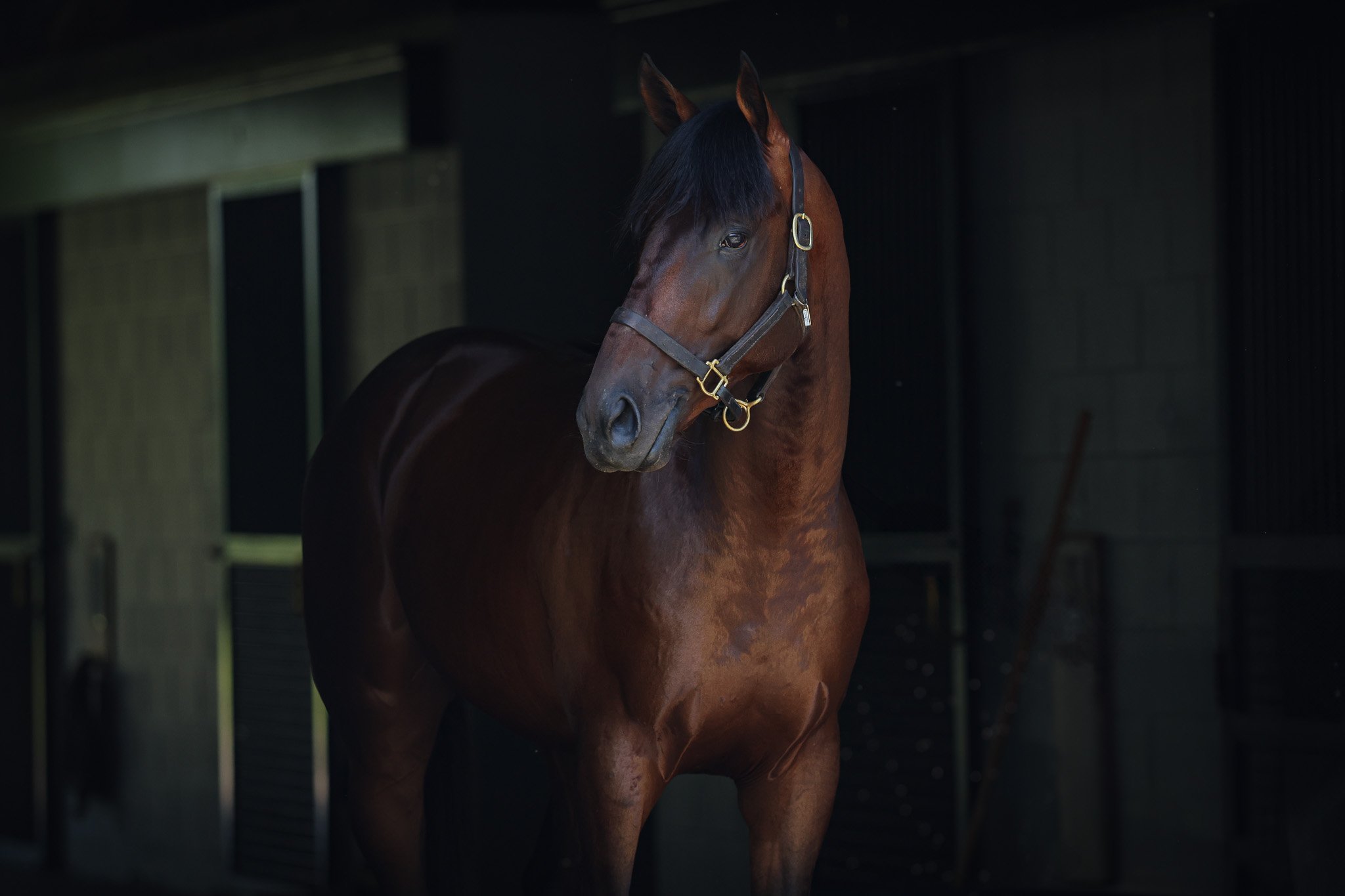 23 Peruvian Appeal HS 7.11.25.jpg