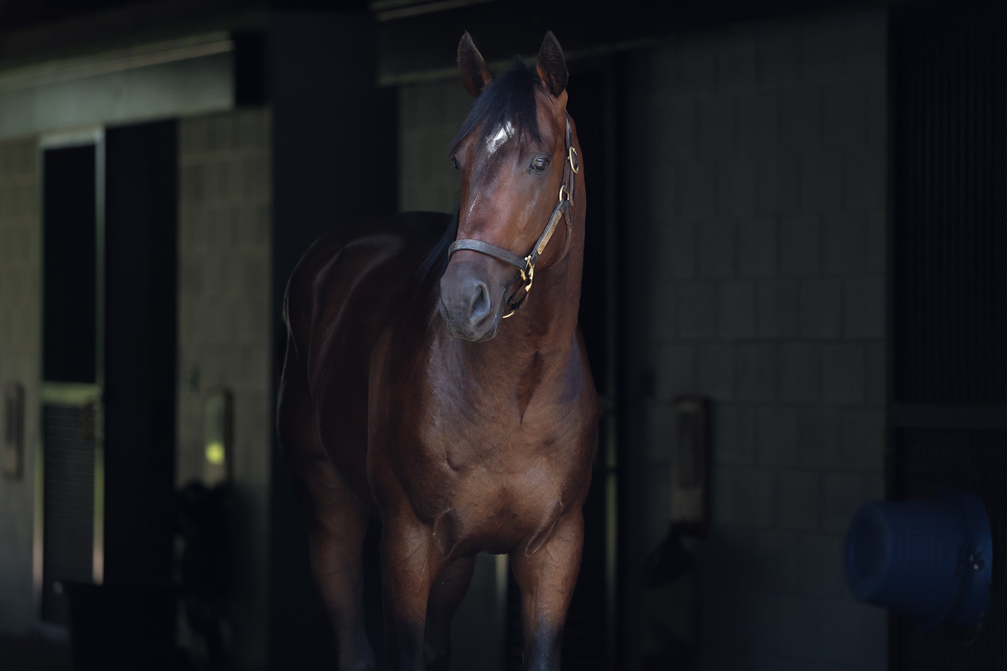 23 Abundant Flurry HS 6.27.25 .jpg