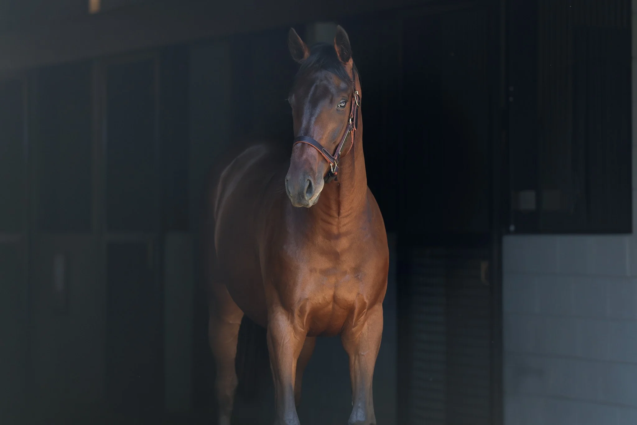 Flightline / Queen Caroline