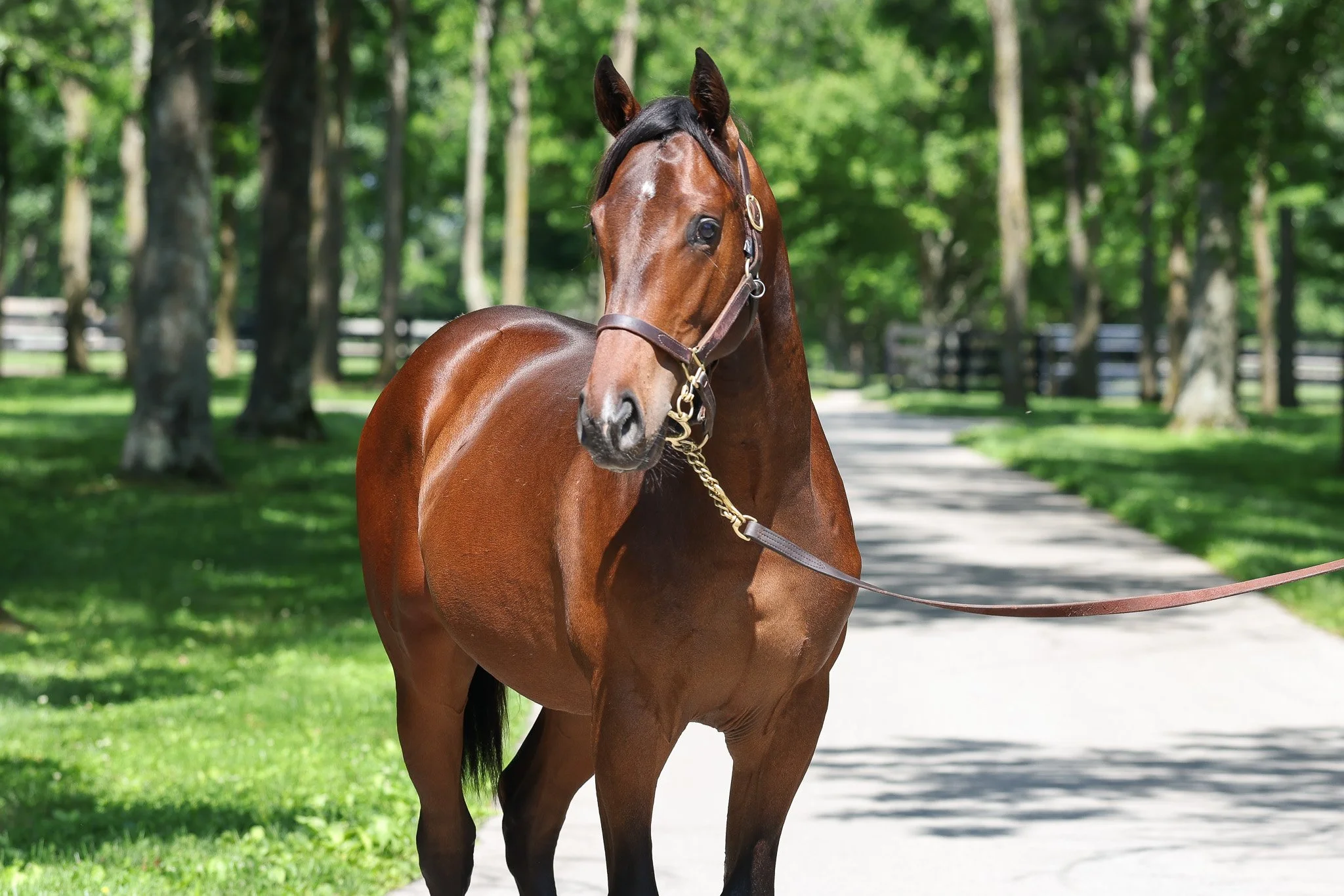 Frankel (GB) / Pink Dogwood (IRE)