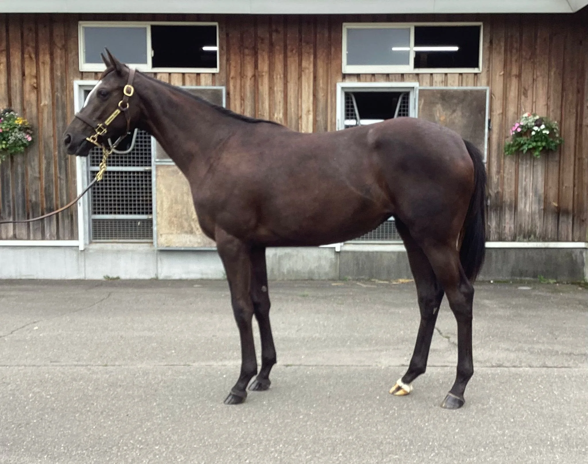 Kitasan Black (JPN) / Photo Call (IRE)
