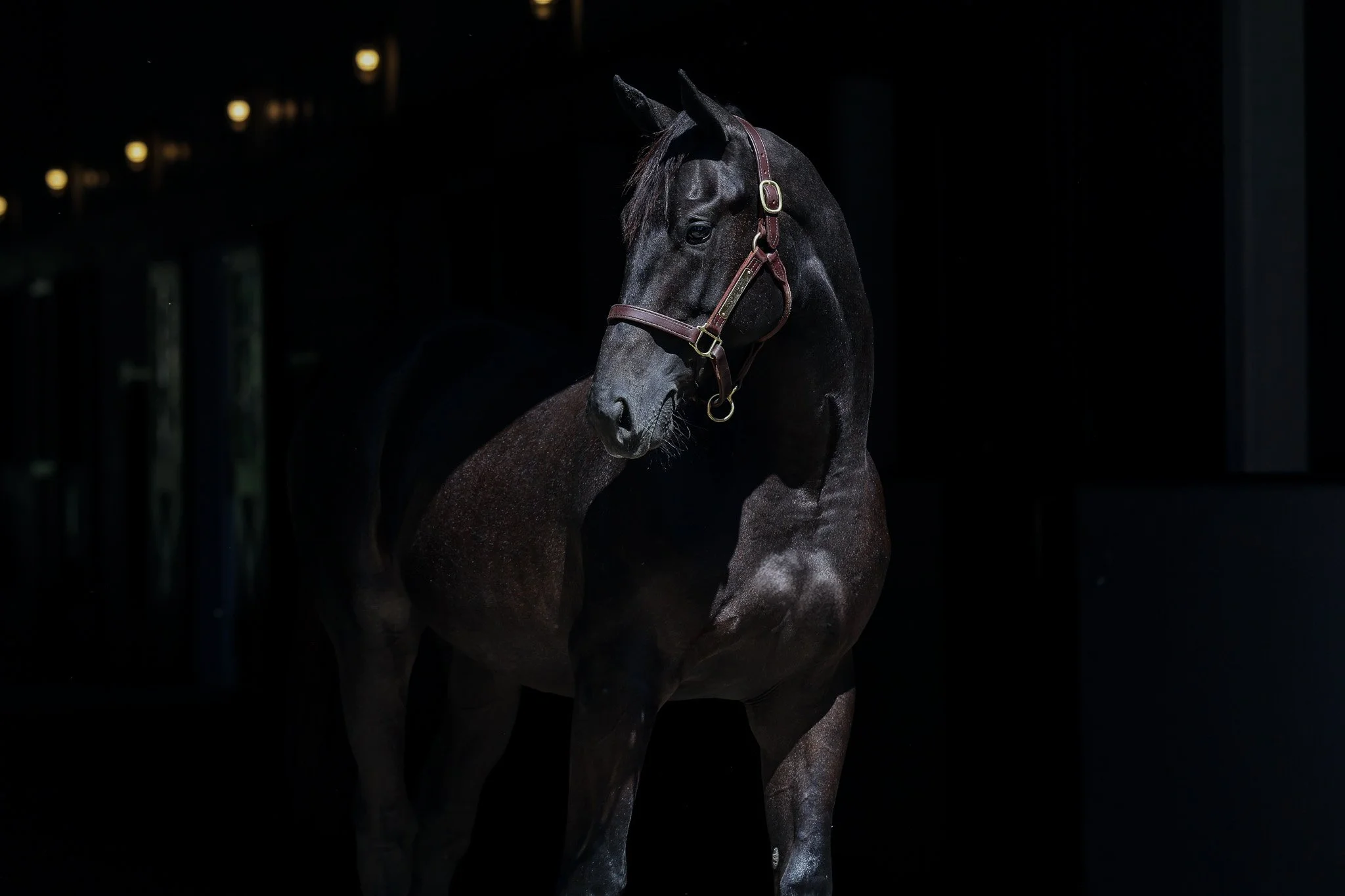 Constitution / Memories Prevail