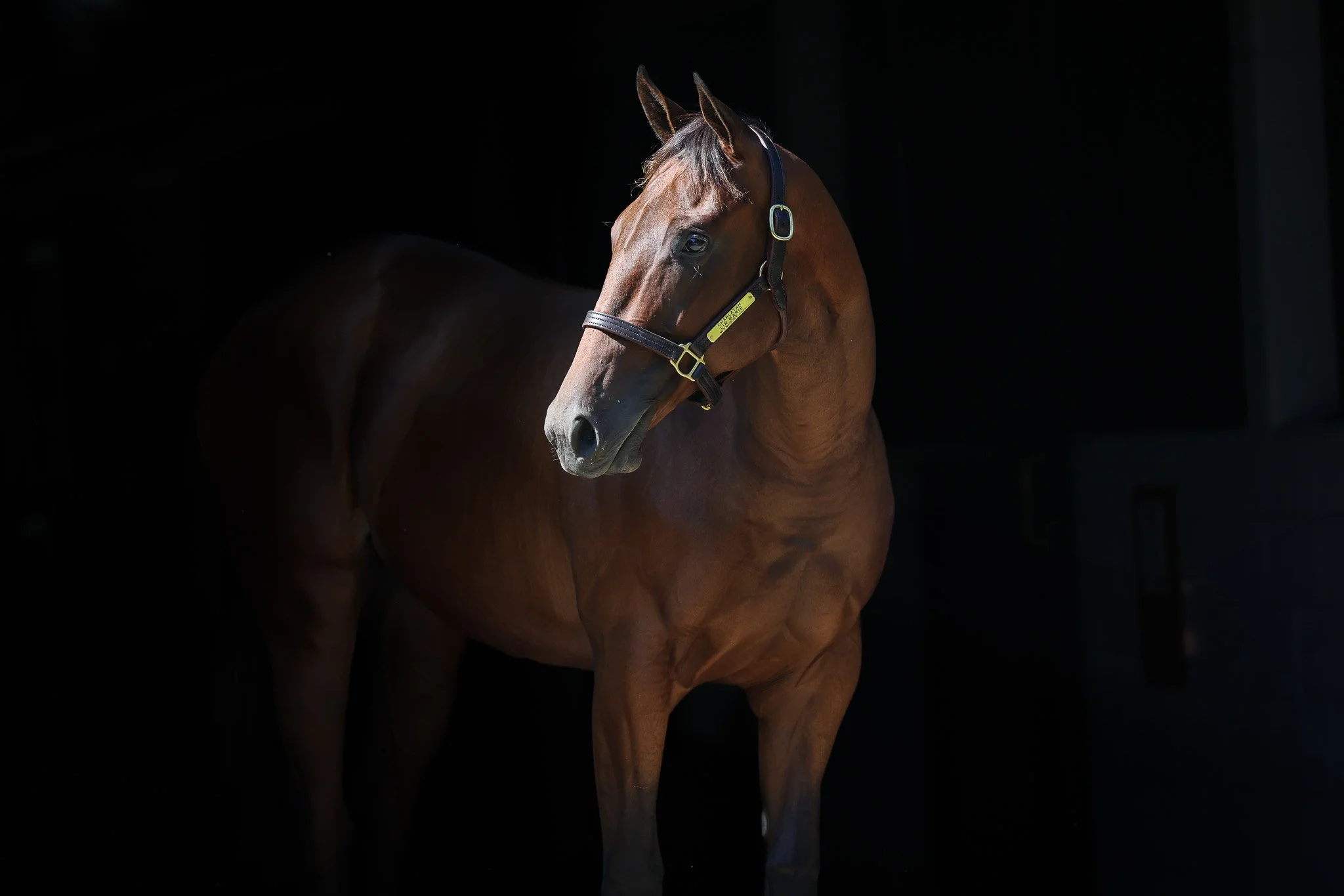 Charlatan / Lin Marie