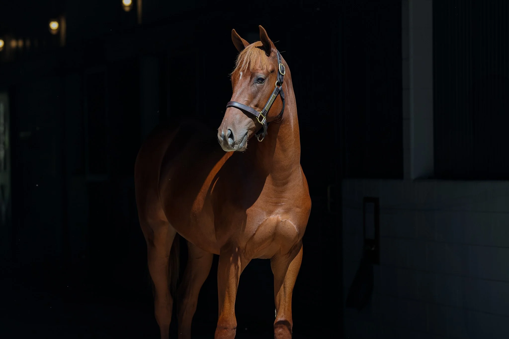 Flightline / Lady Shipman