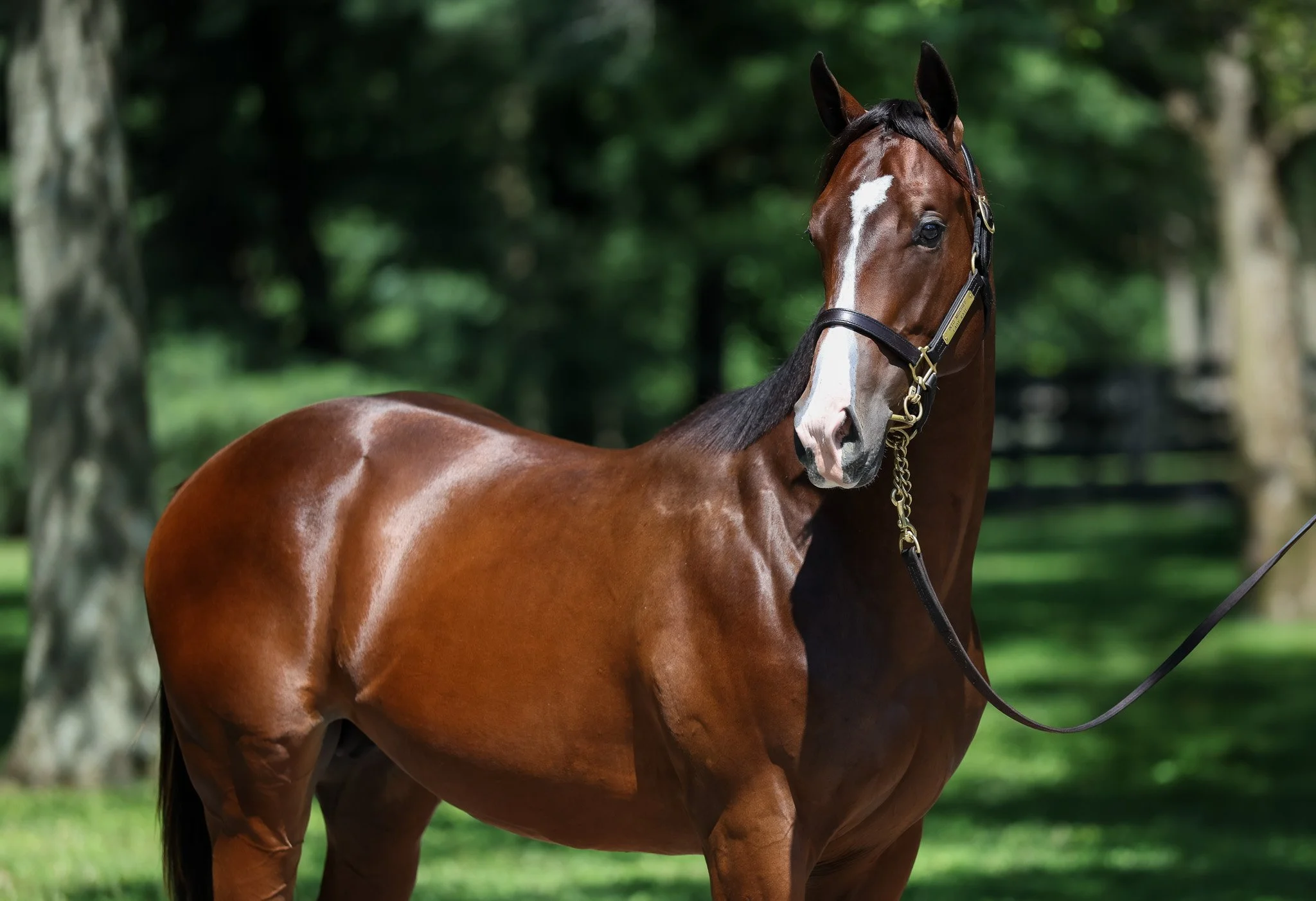 24 Lady Kate HS 8.8.25  2.jpg