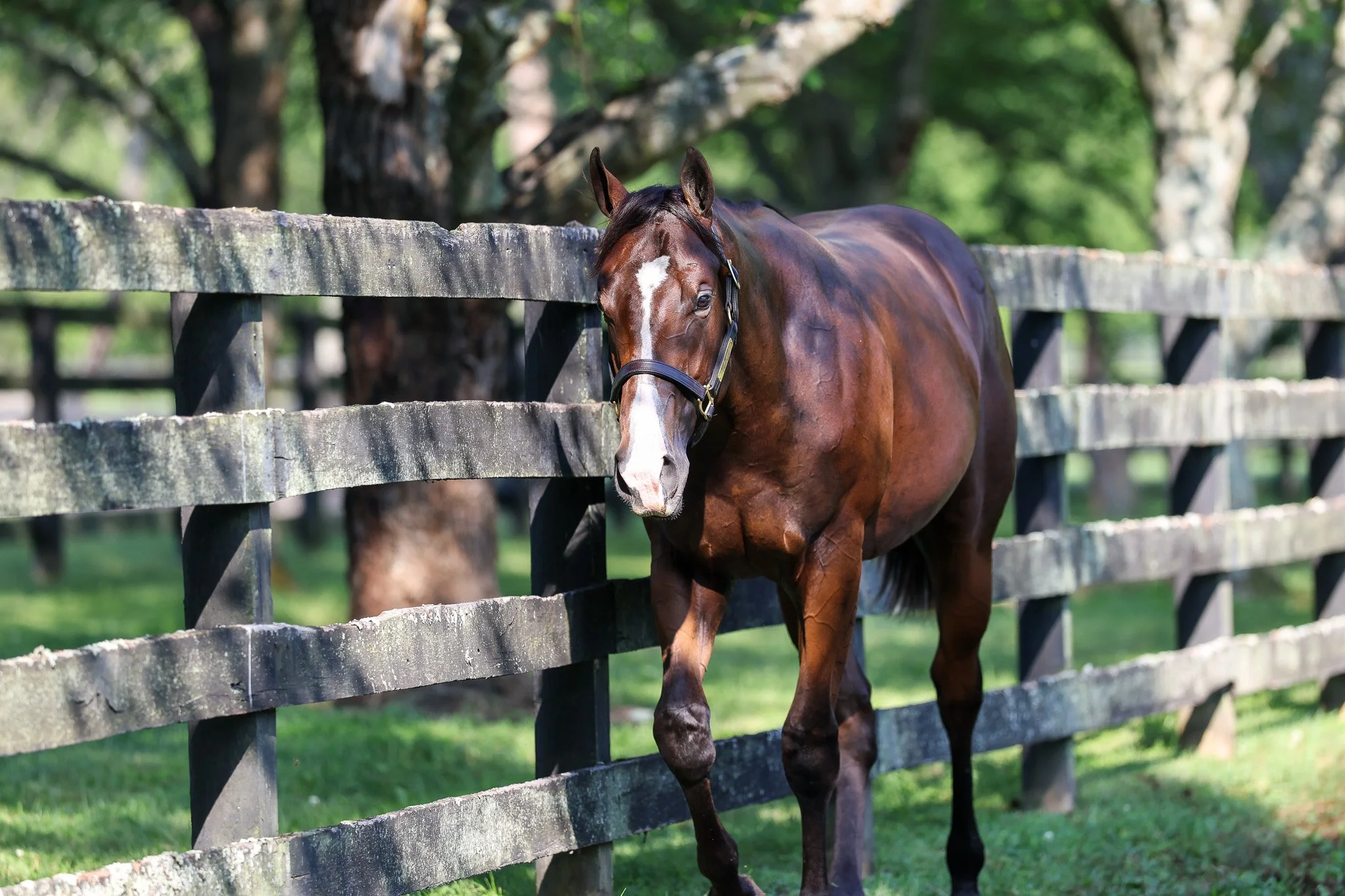 24 Lady Kate PP 8.7.25  .jpg