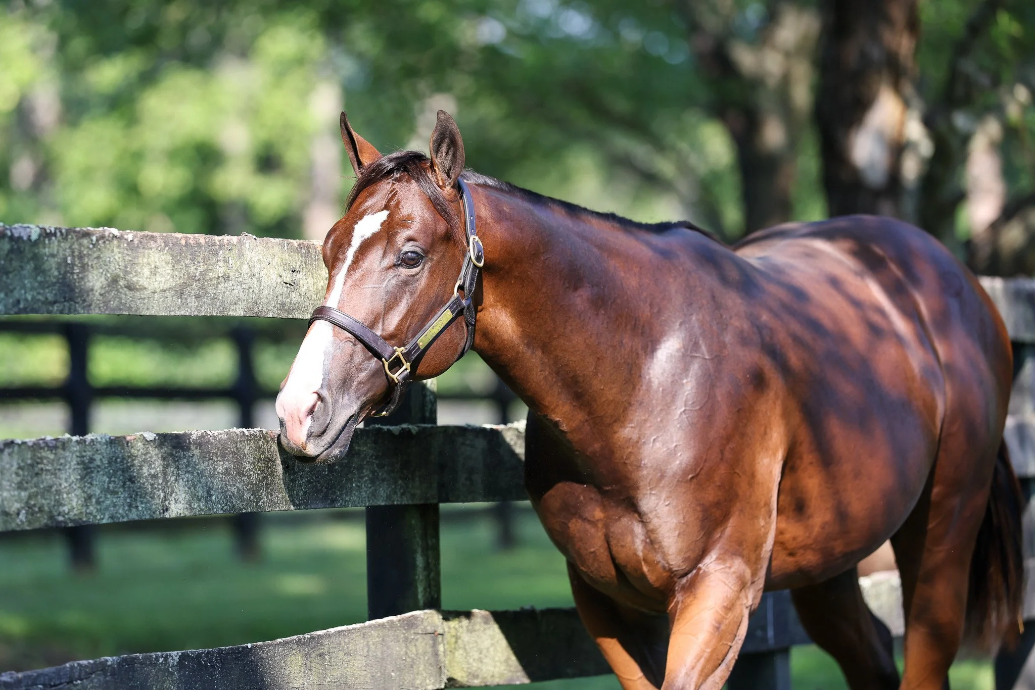 24 Lady Kate PP 8.7.25  2.jpg