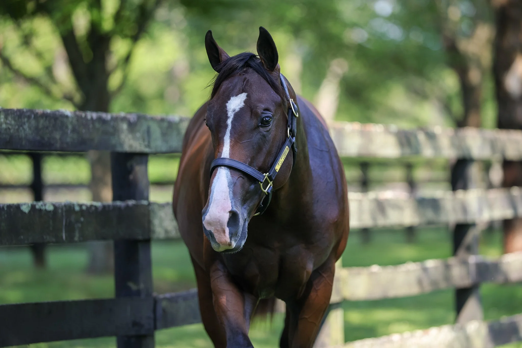 24 Lady Kate PP 8.7.25  3.jpg