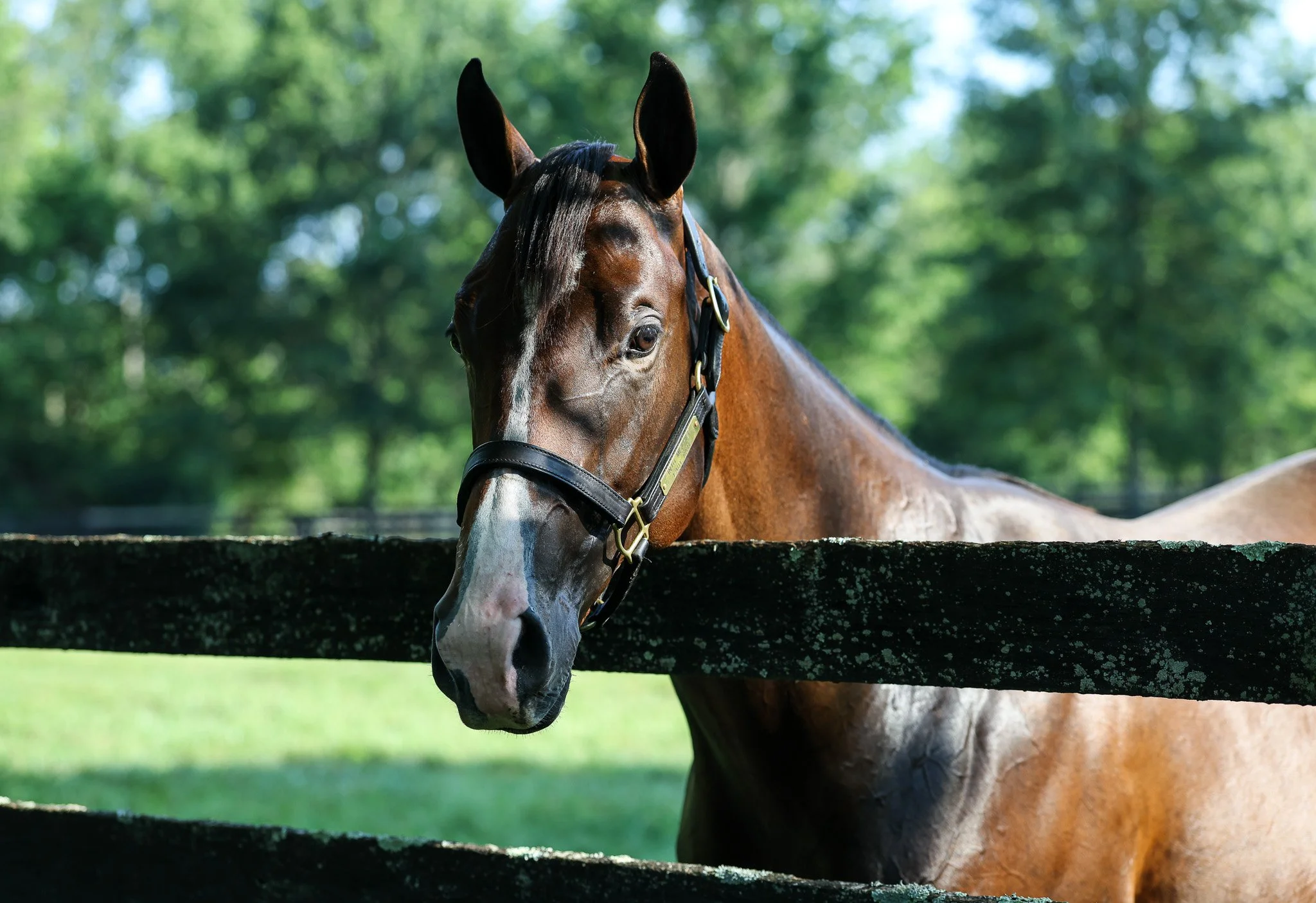 24 Lady Kate PP 8.7.25  4.jpg