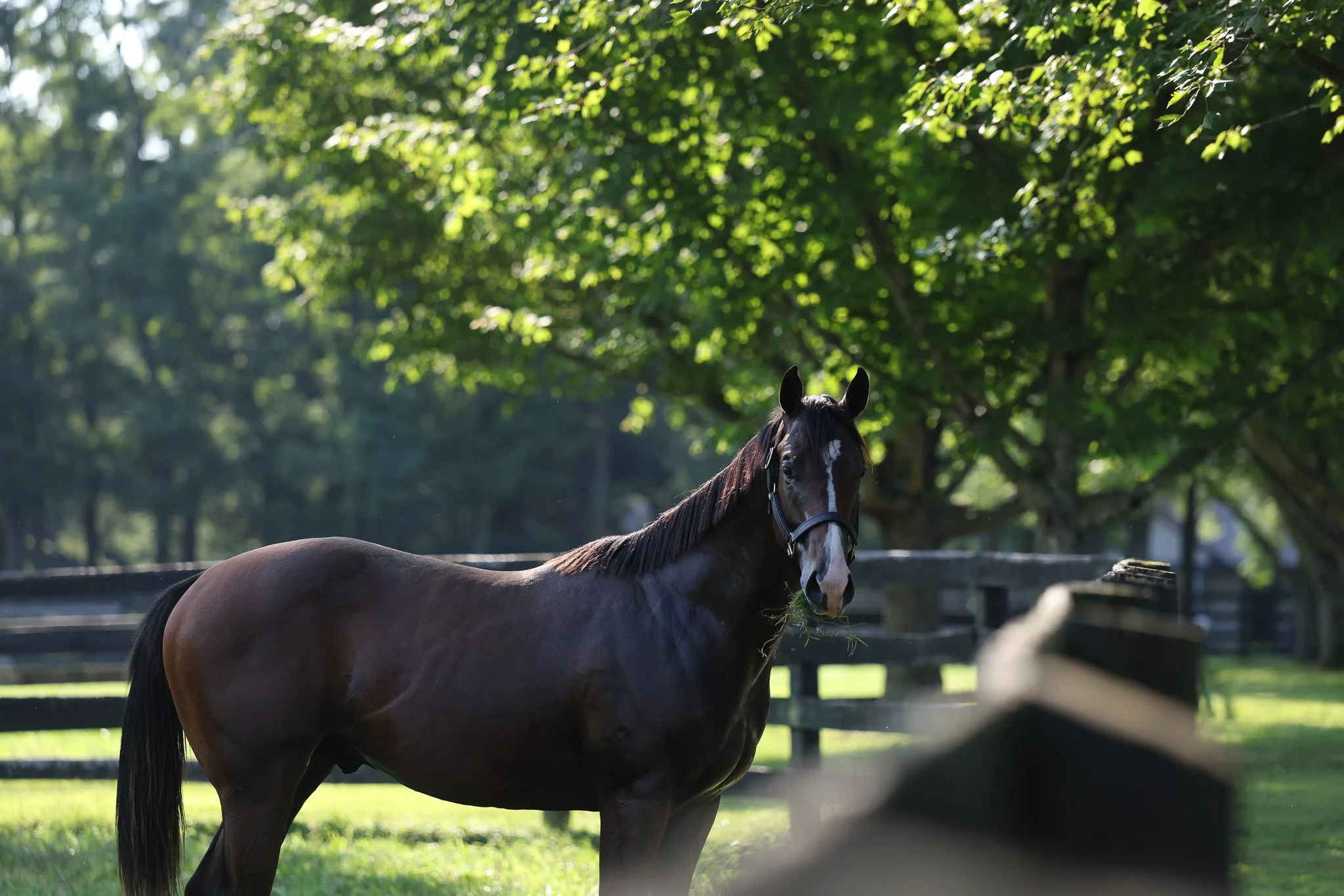 24 Lady Kate PP 8.7.25  5.jpg