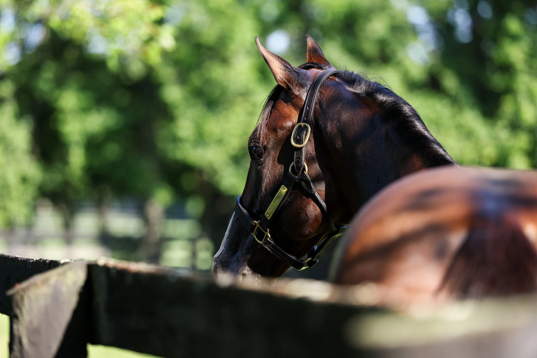 24 Lady Kate PP 8.7.25  6.jpg