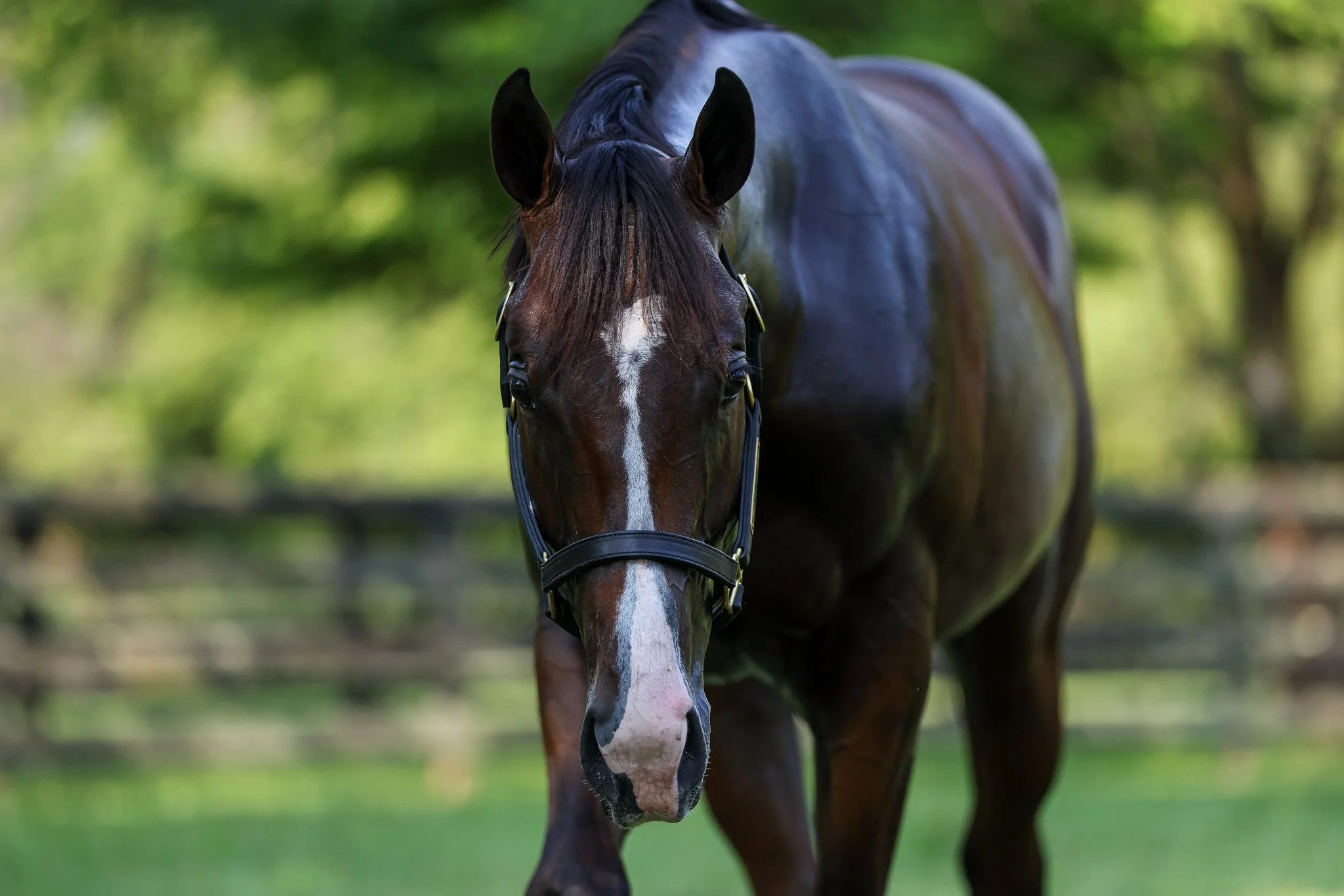 24 Lady Kate PP 8.7.25  7.jpg