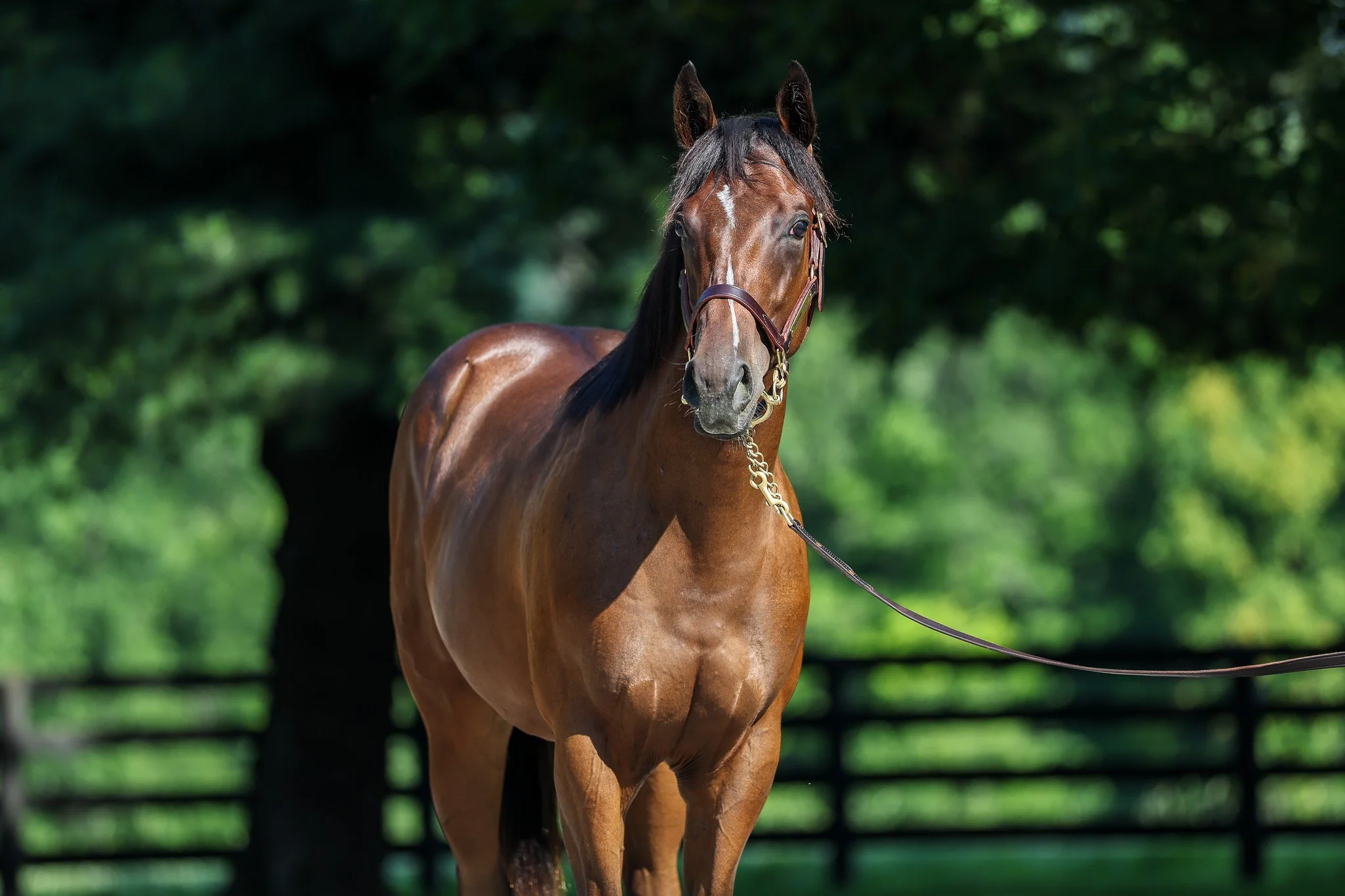 24 Indian Mound HS 6.27.25.  2.jpg