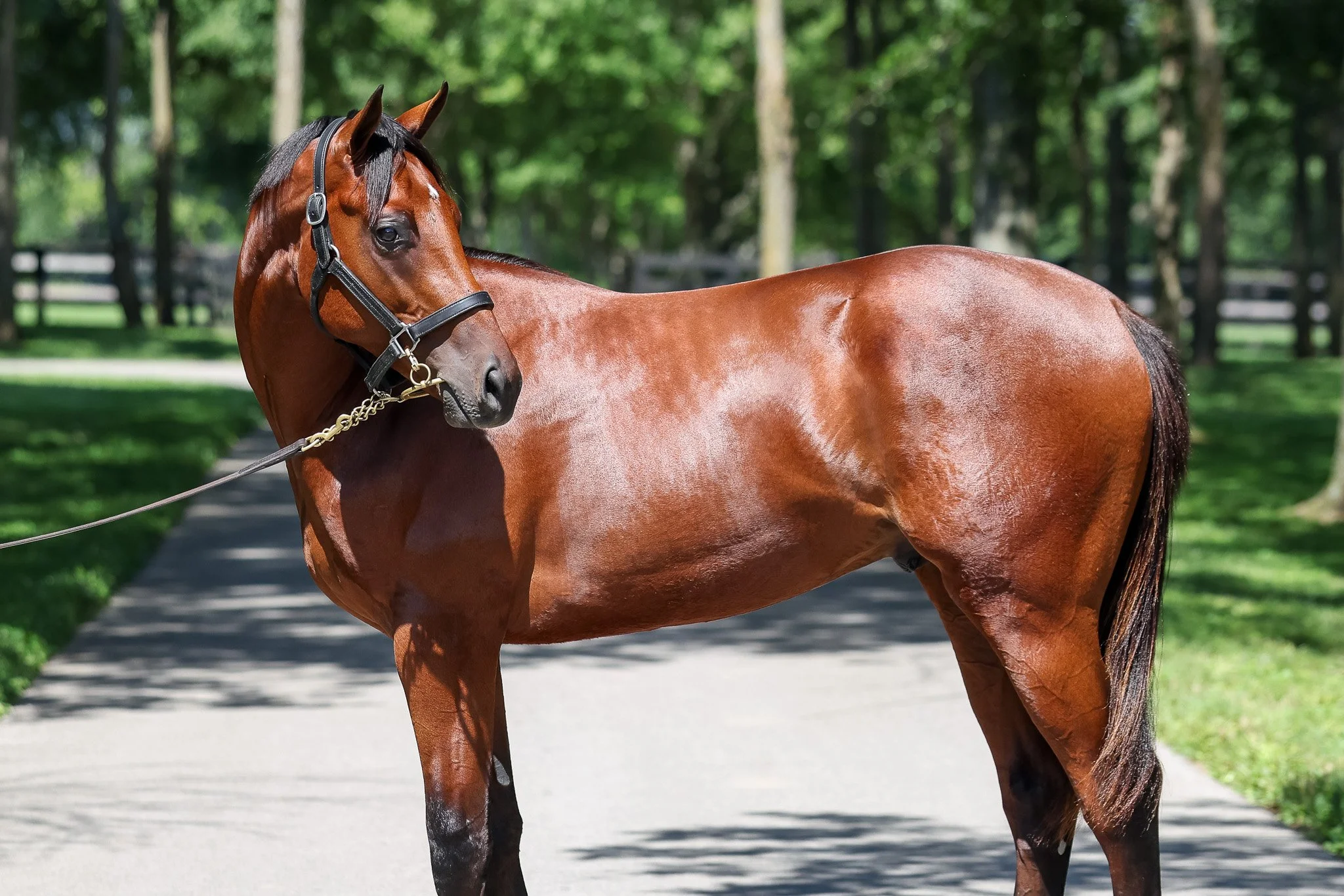 24 Hennesey Smash HS 8.8.25  .jpg