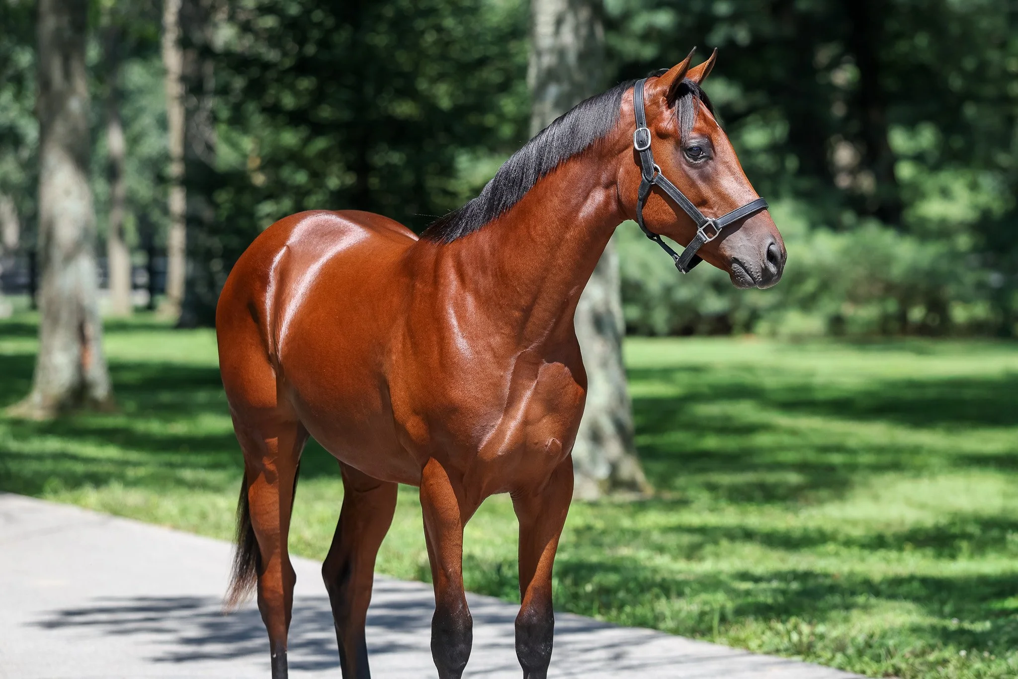 24 Hennesey Smash HS 8.8.25  2.jpg