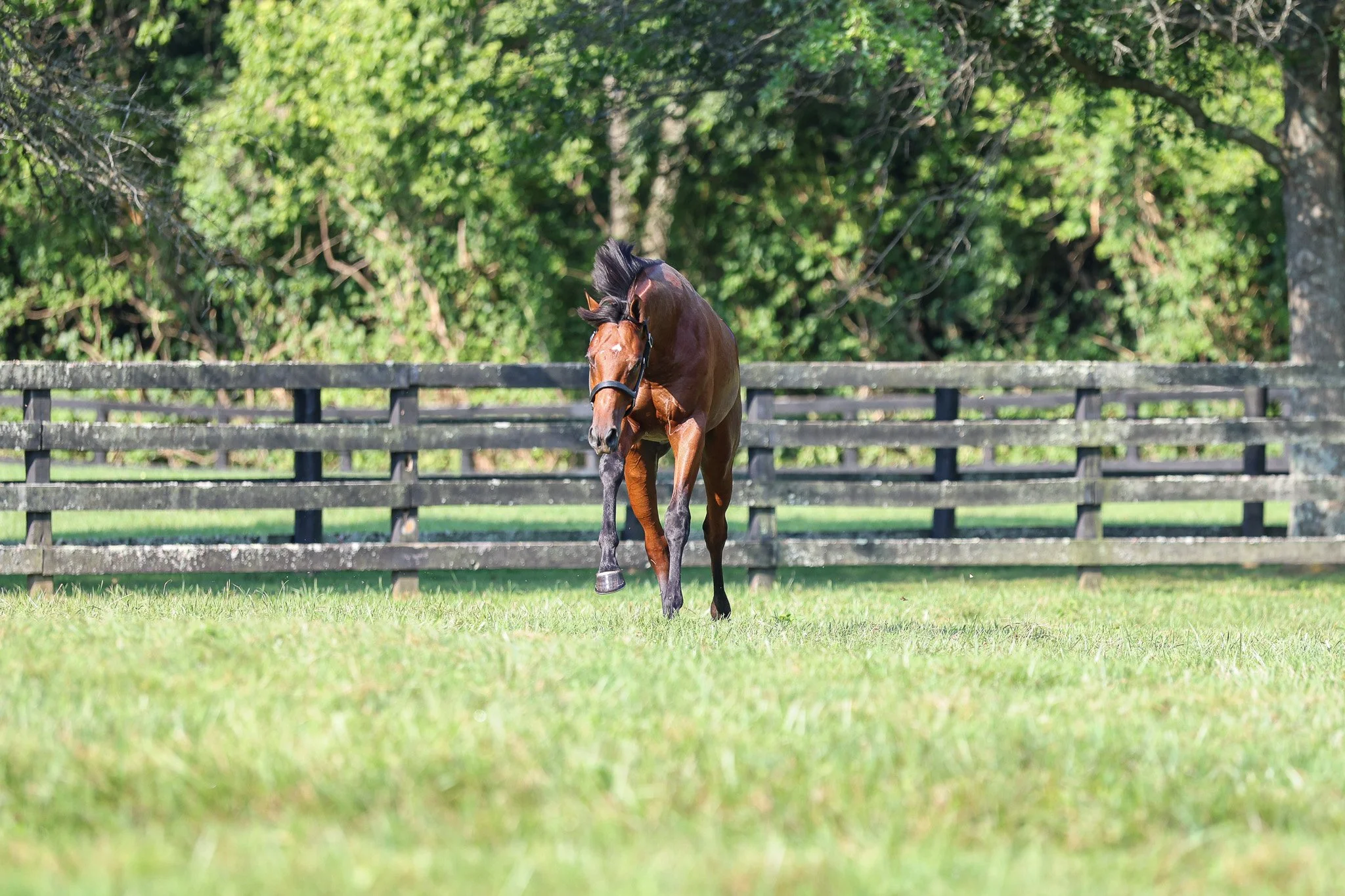 24 Hennesey Smash PP 8.7.25  .jpg