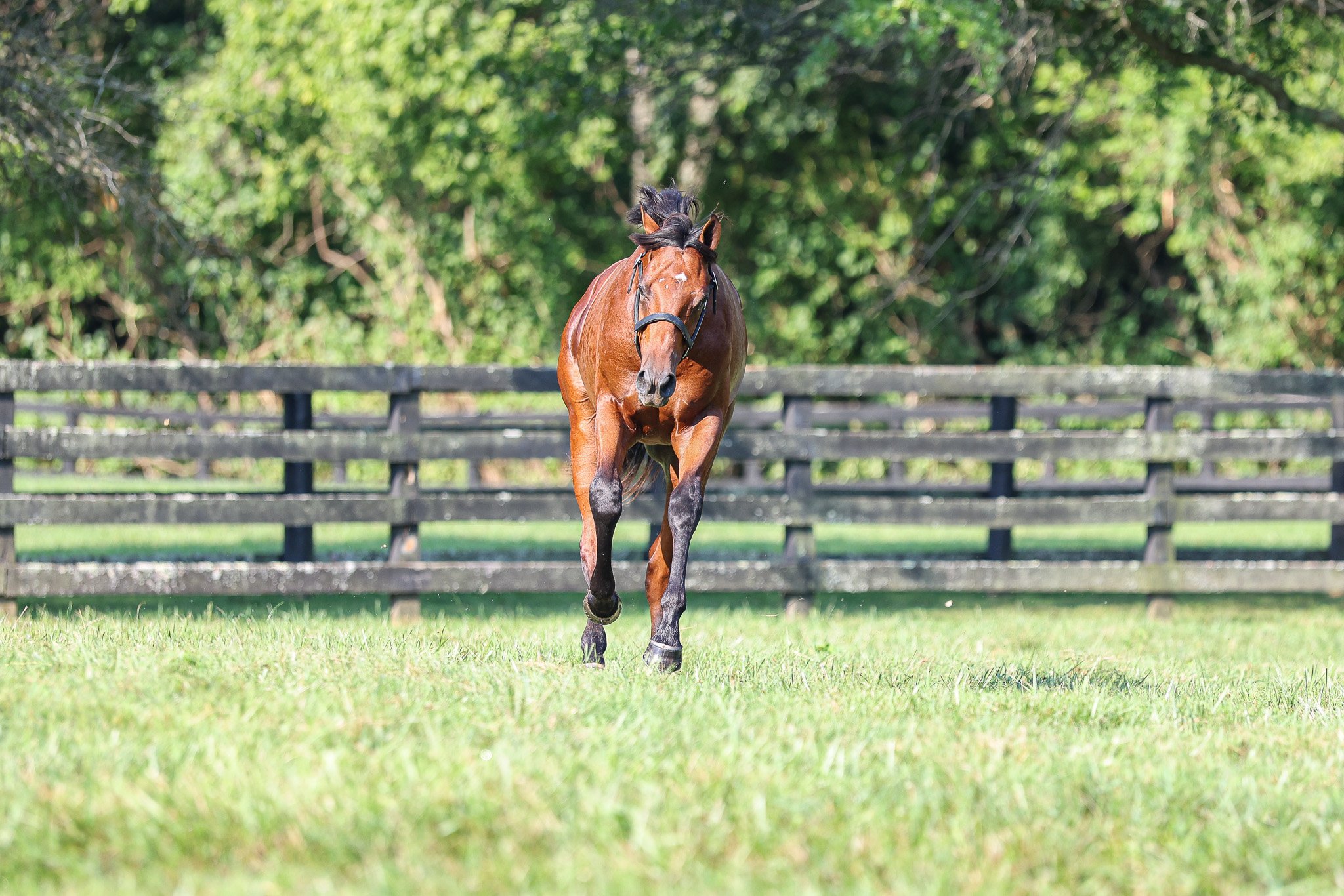 24 Hennesey Smash PP 8.7.25  2.jpg